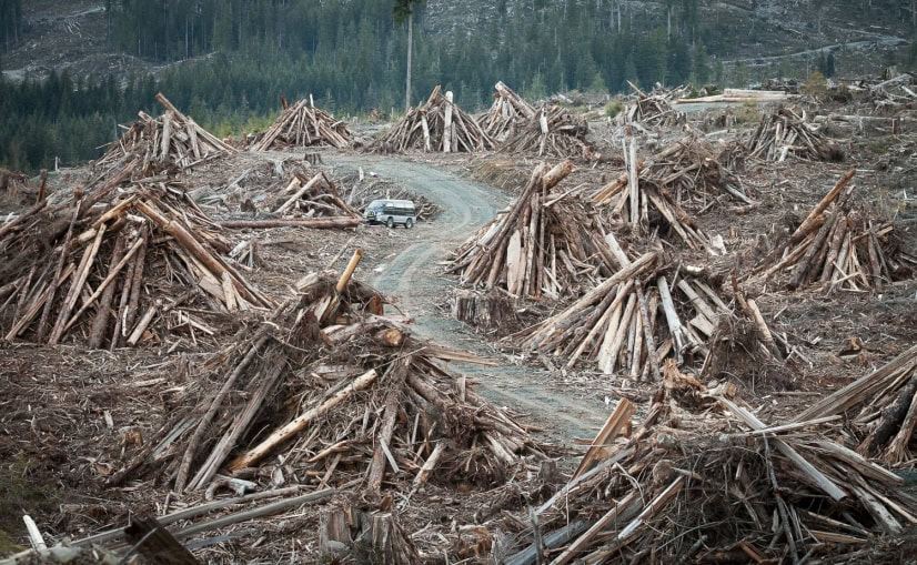 wood-waste-logging-vancouver-island.jpg