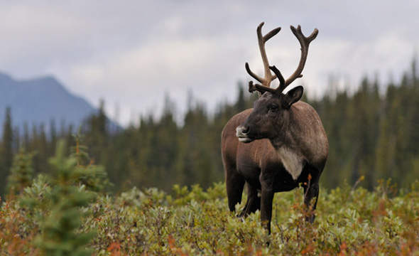 woodcaribou_bull.jpg