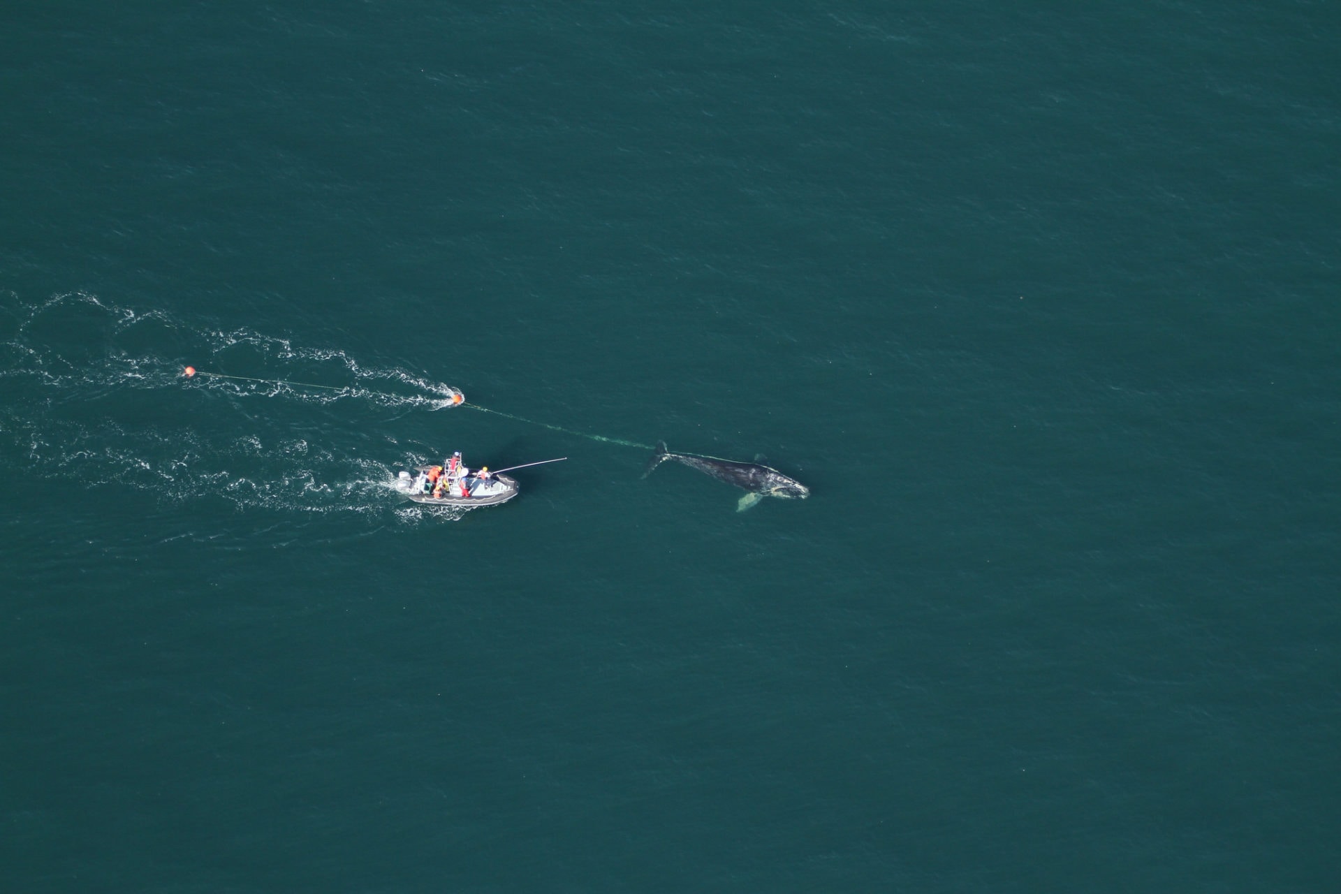 NOAA Right Whale