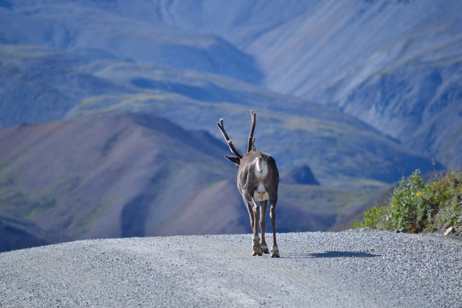 Caribou in Denali national park