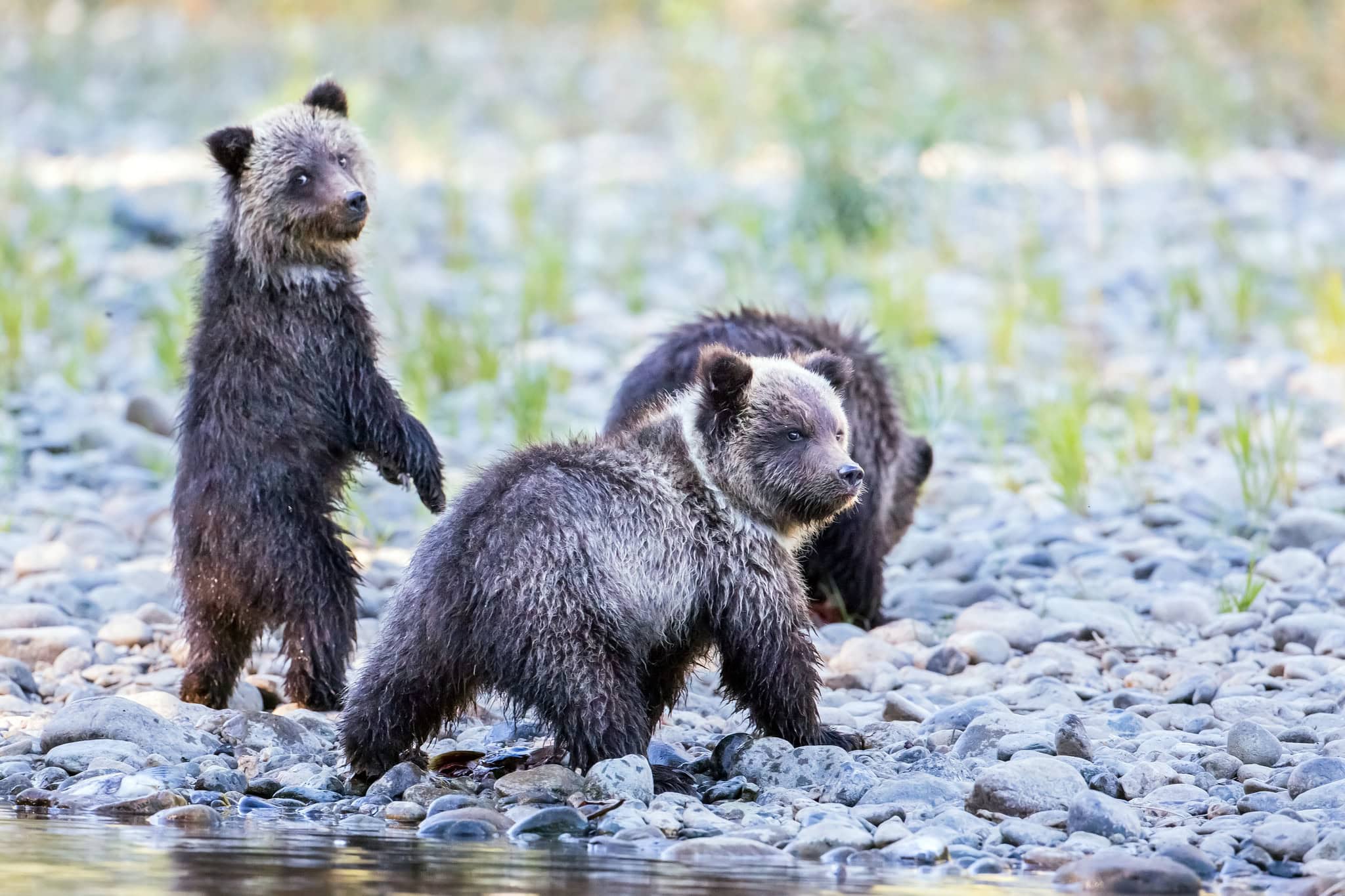 grizzly-bear-hunt-bc