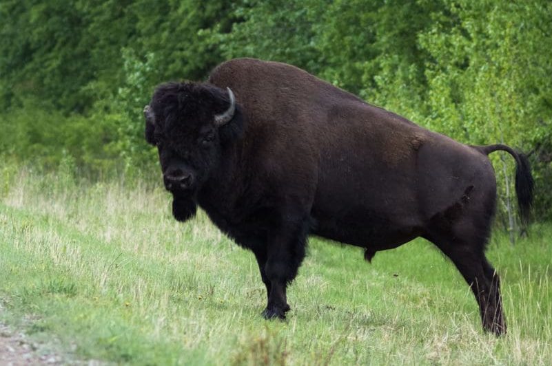 A bull bison on one of Wood Buffalo National Park's main roads. Photo: Louis Bockner/Sierra Club BC.