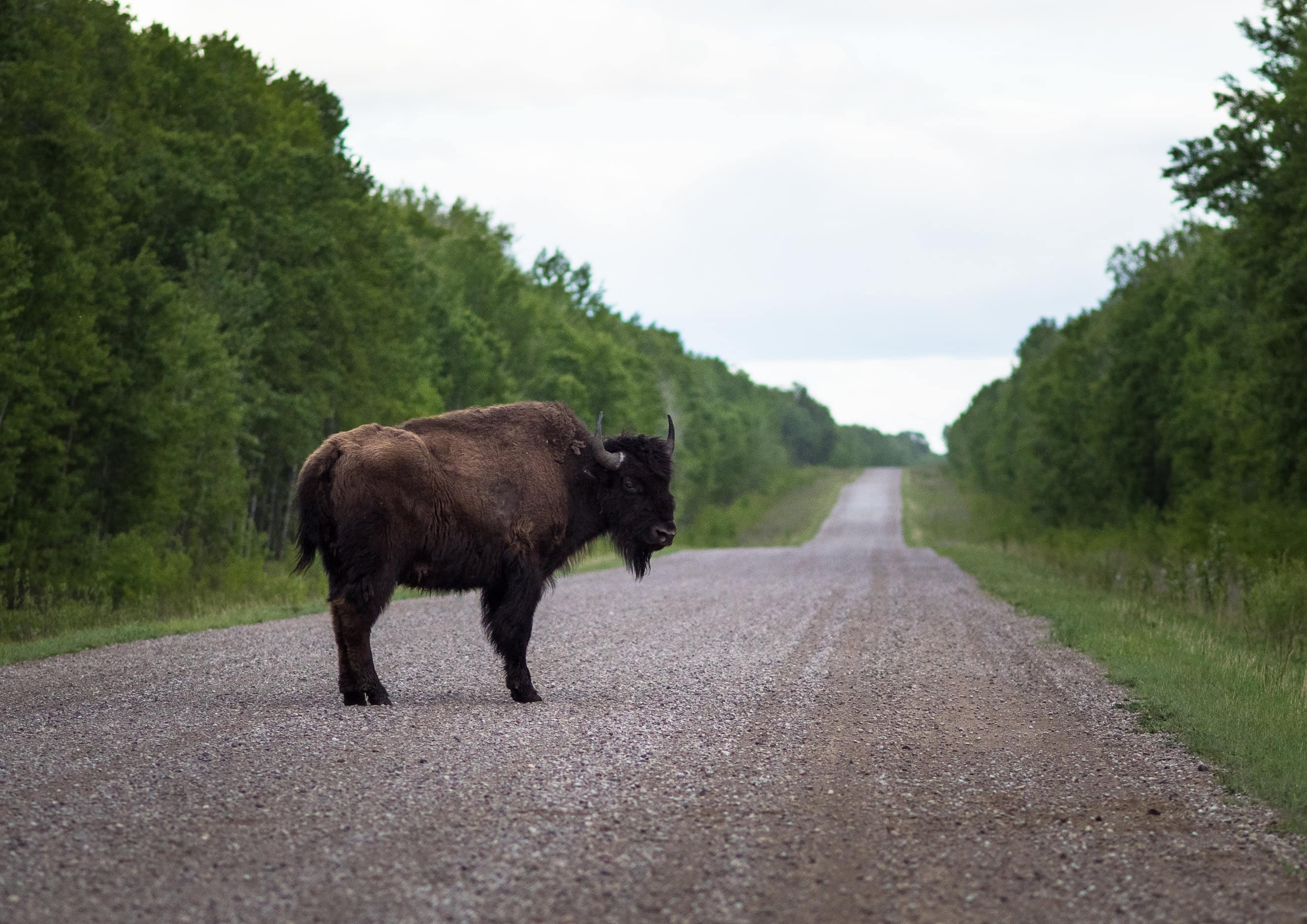 Bison in Wood Buffalo National Park.