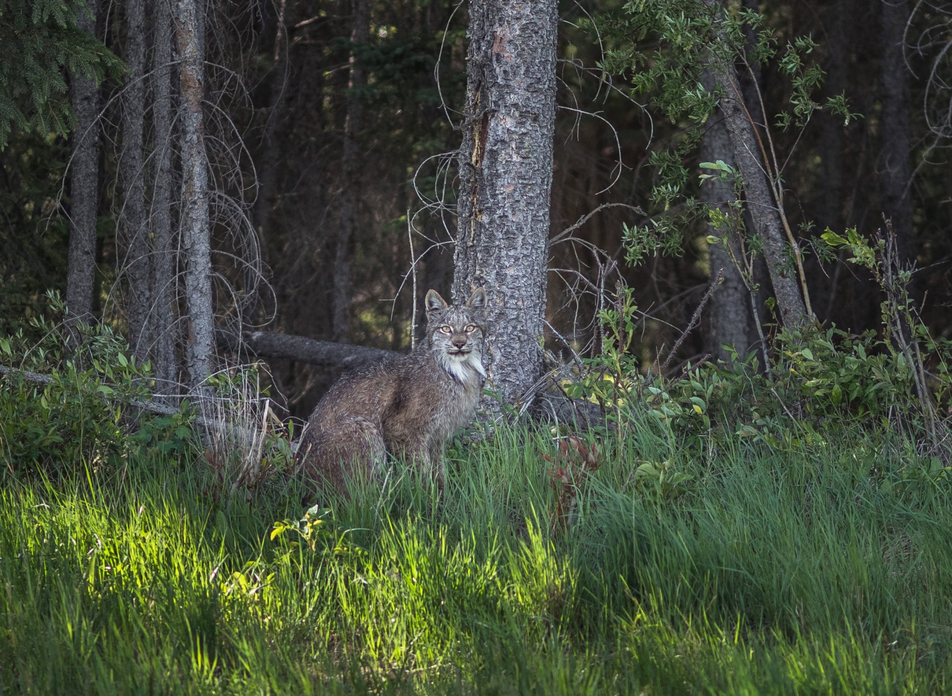 A lynx blends shows off its stunning comouflage in Wood Buffalo National Park.