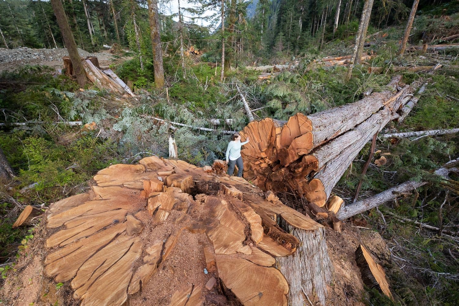 nahmint-valley-port-alberni-huge-tree-logging