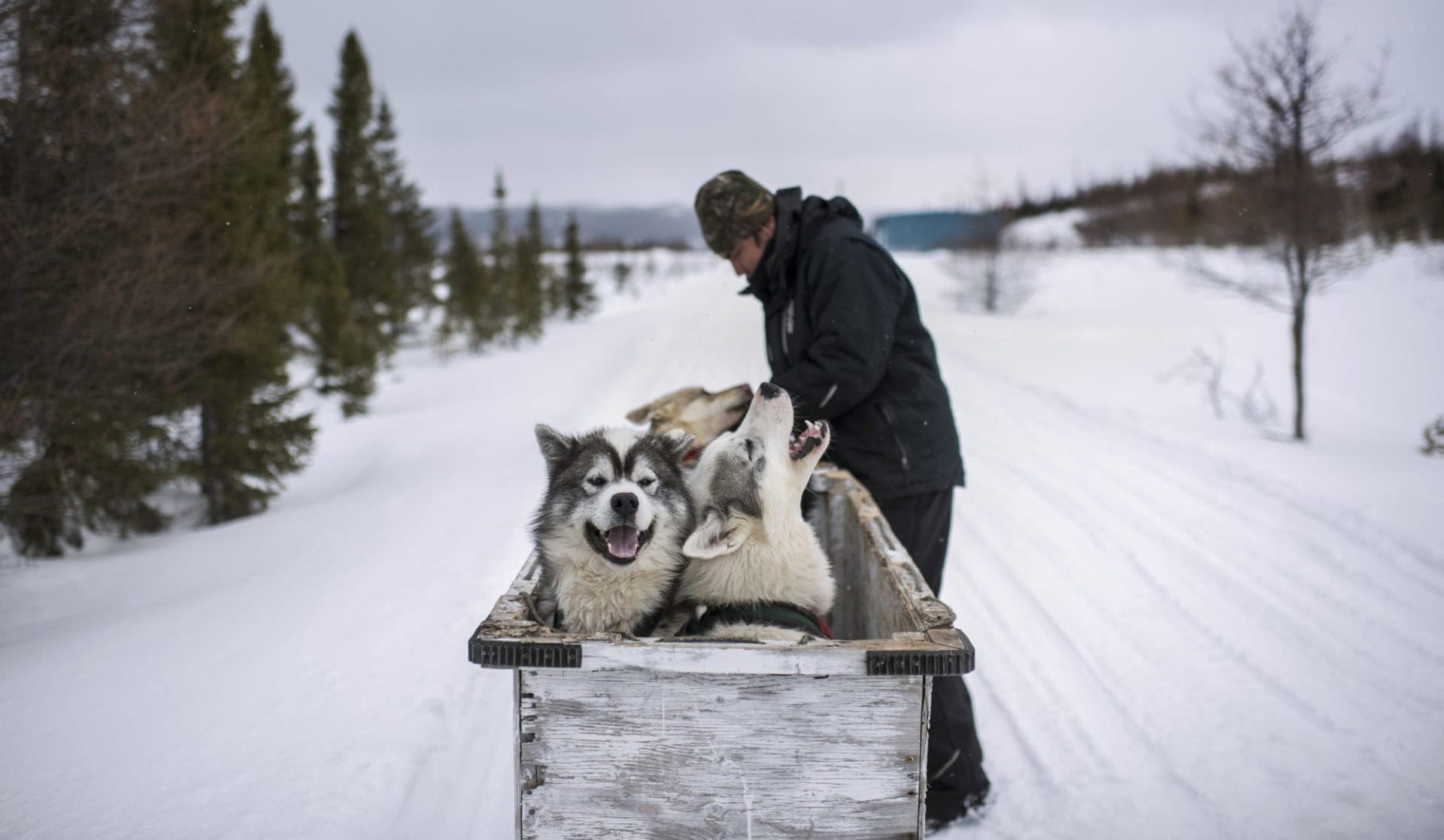 Dogsled Labrador