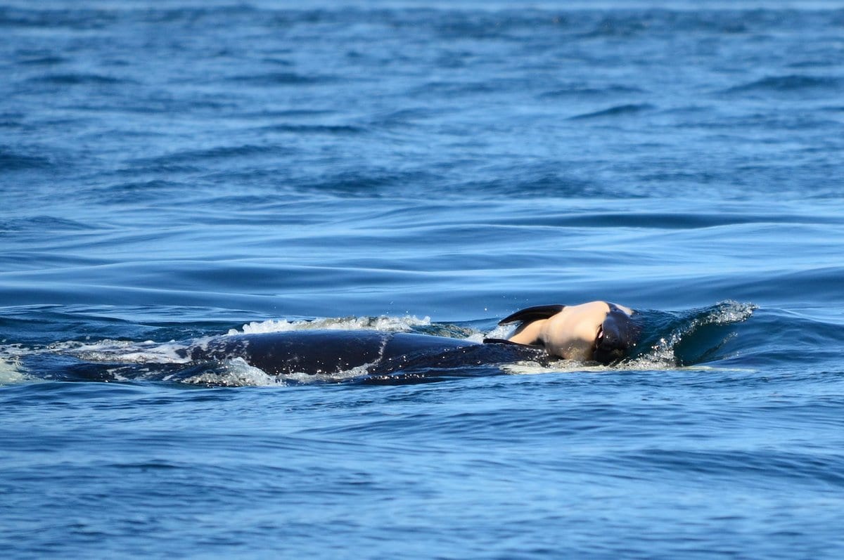 J35 carries dead baby orca