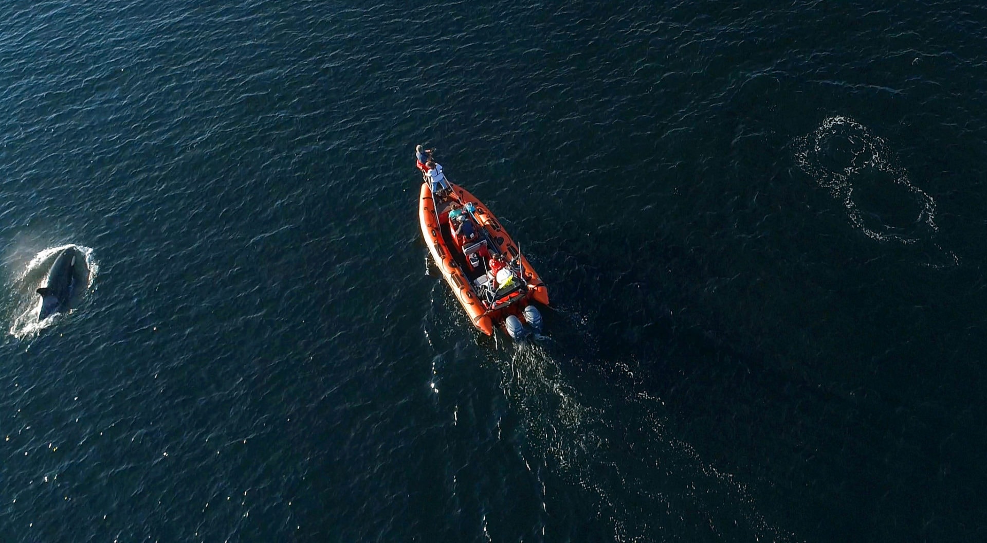 NOAA tracking J pod