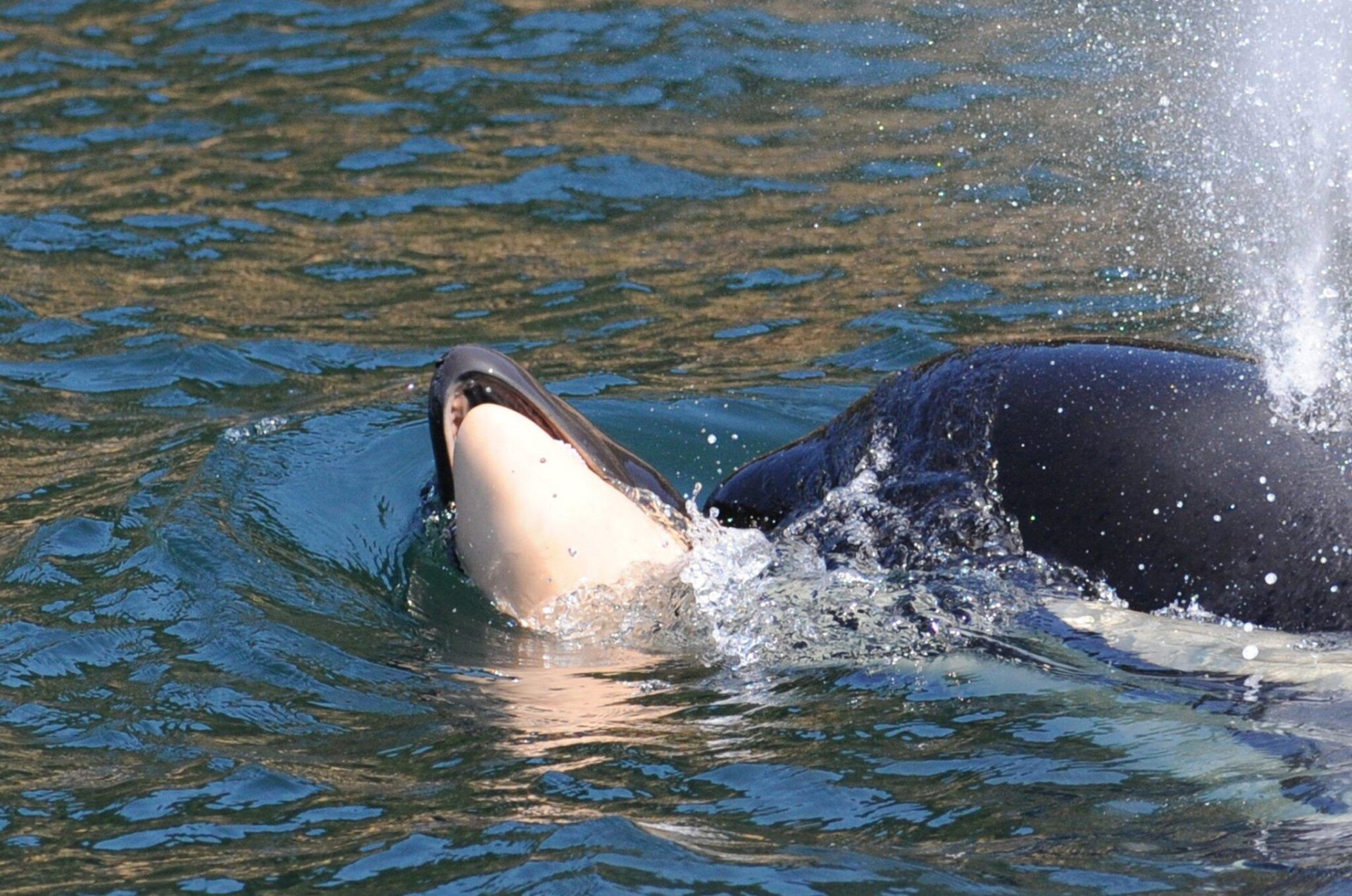 mother orca grieves baby's death