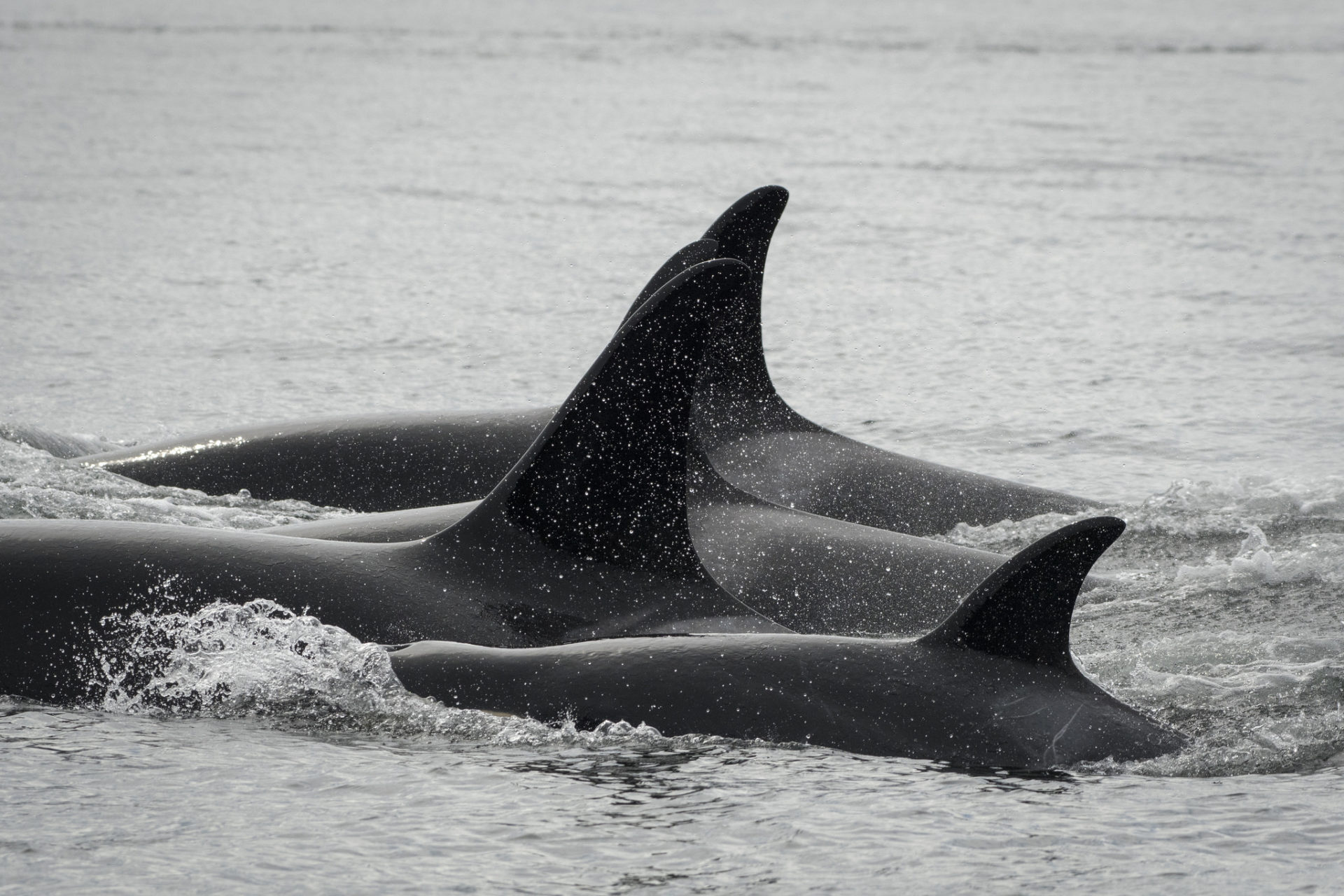 J pod killer whales