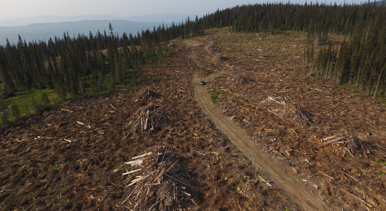 Logging in endangered caribou habitat