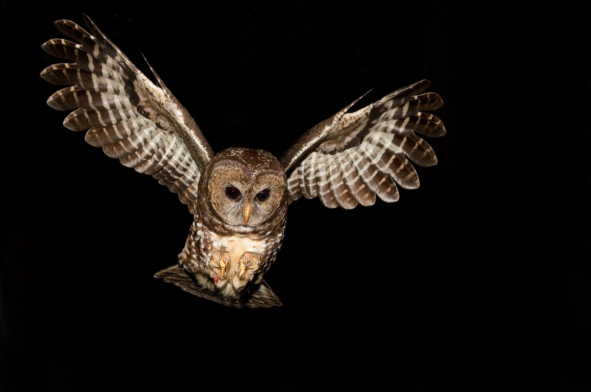 Northern Spotted Owl, Strix occidentalis caurina, Fraser Valley, BC, Canada