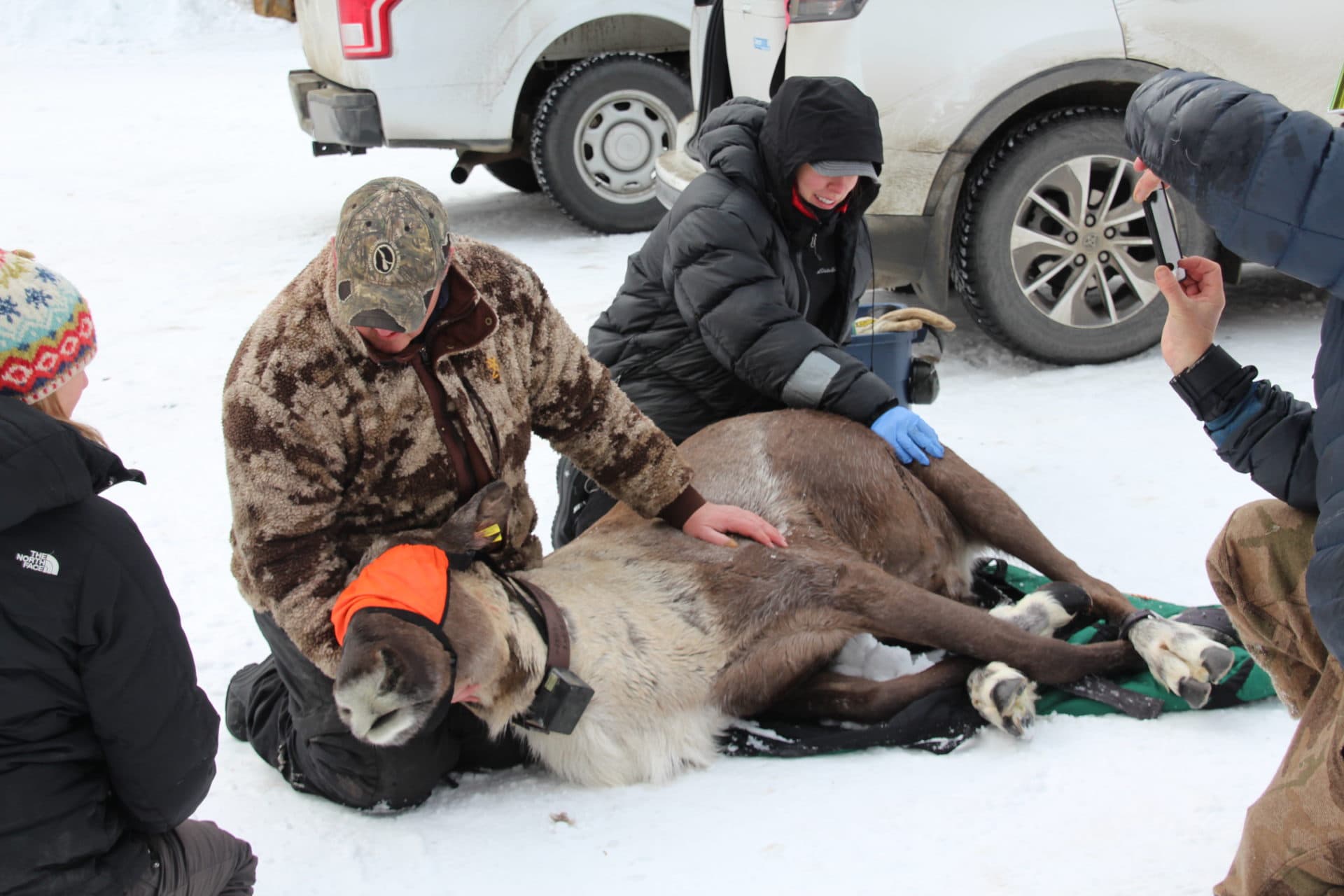 Caribou relocation