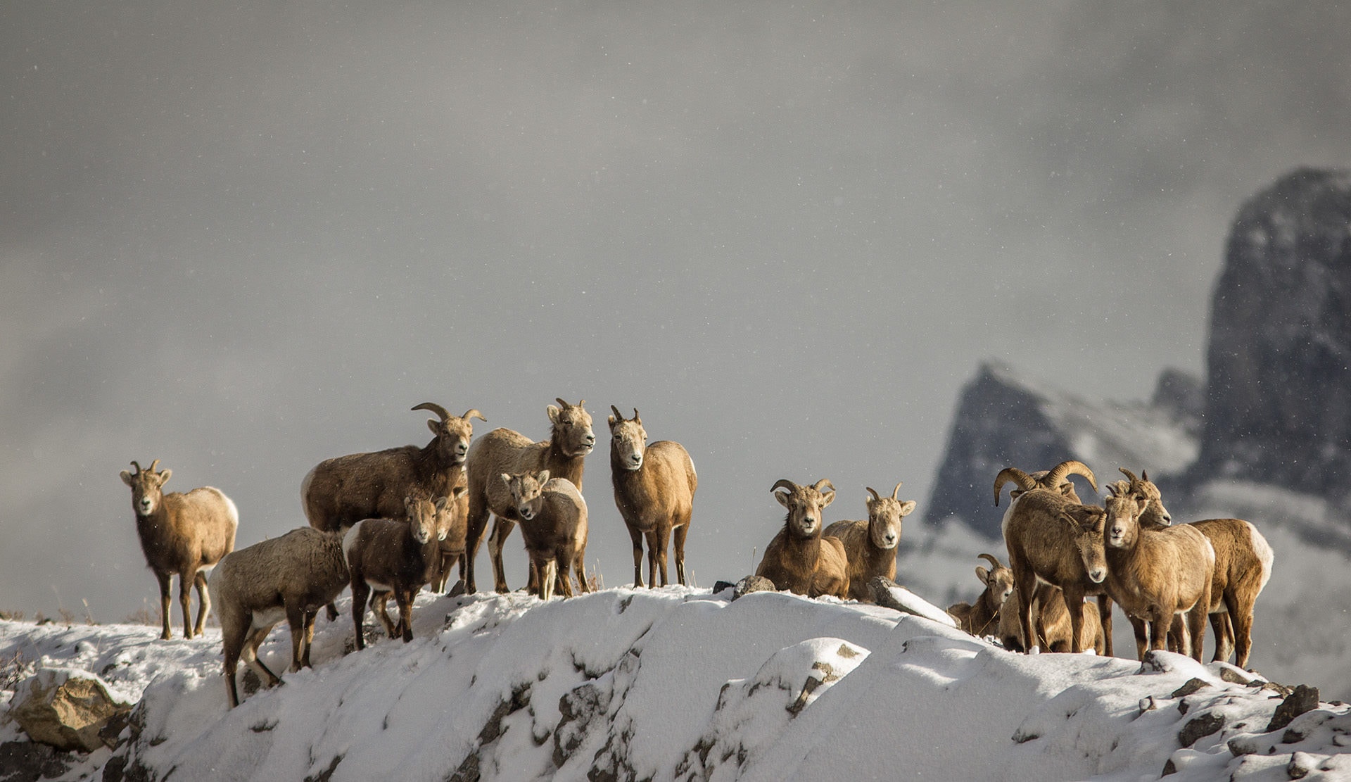 Bighorn Sheep at Windy Point, Abraham Lake, Alberta, Canada