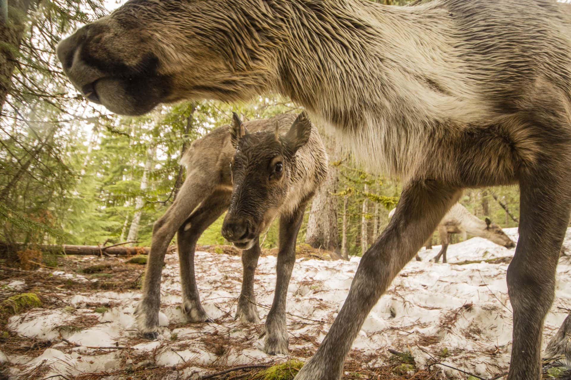 Selkirk caribou David Moskowitz