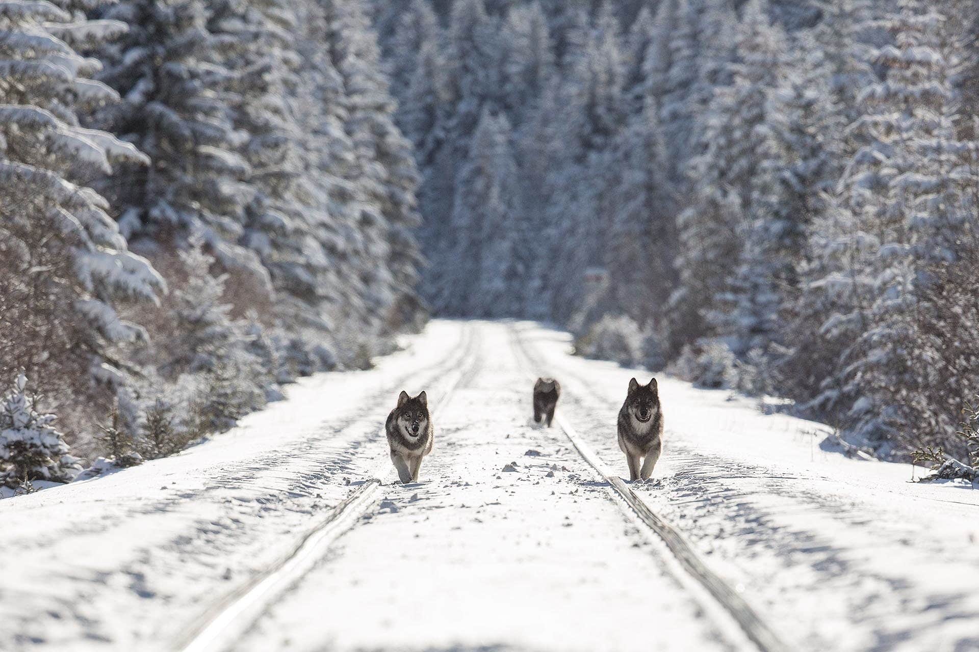 Wild wolves, Banff National Park