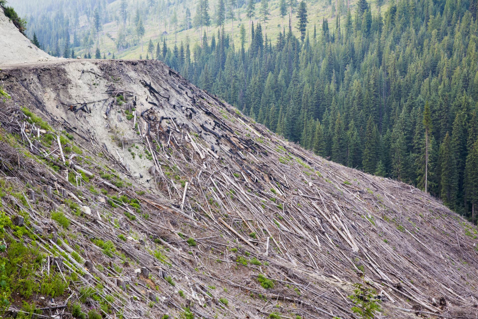 Logging private land B.C.