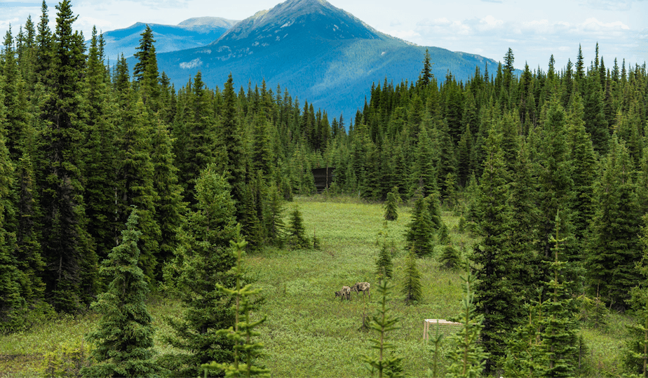 Caribou maternity pen