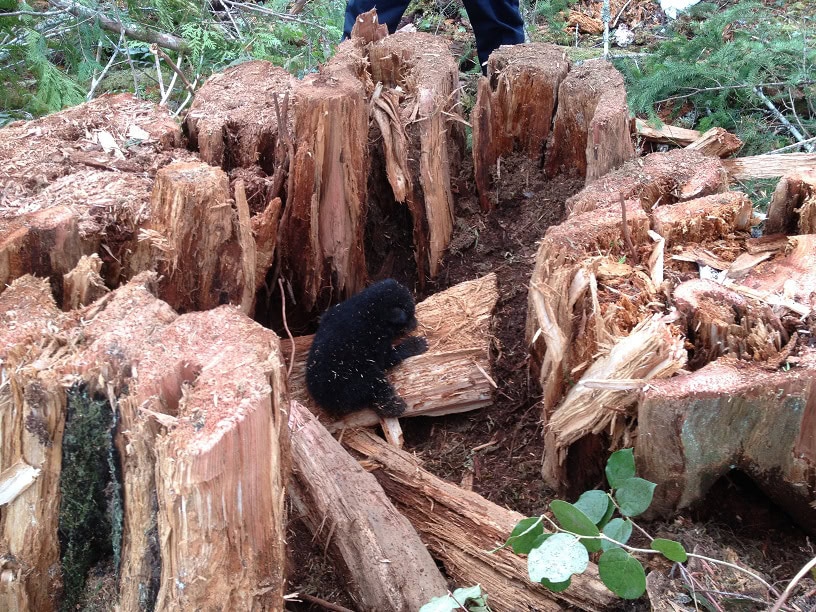 Black bear cub inside second growth stump