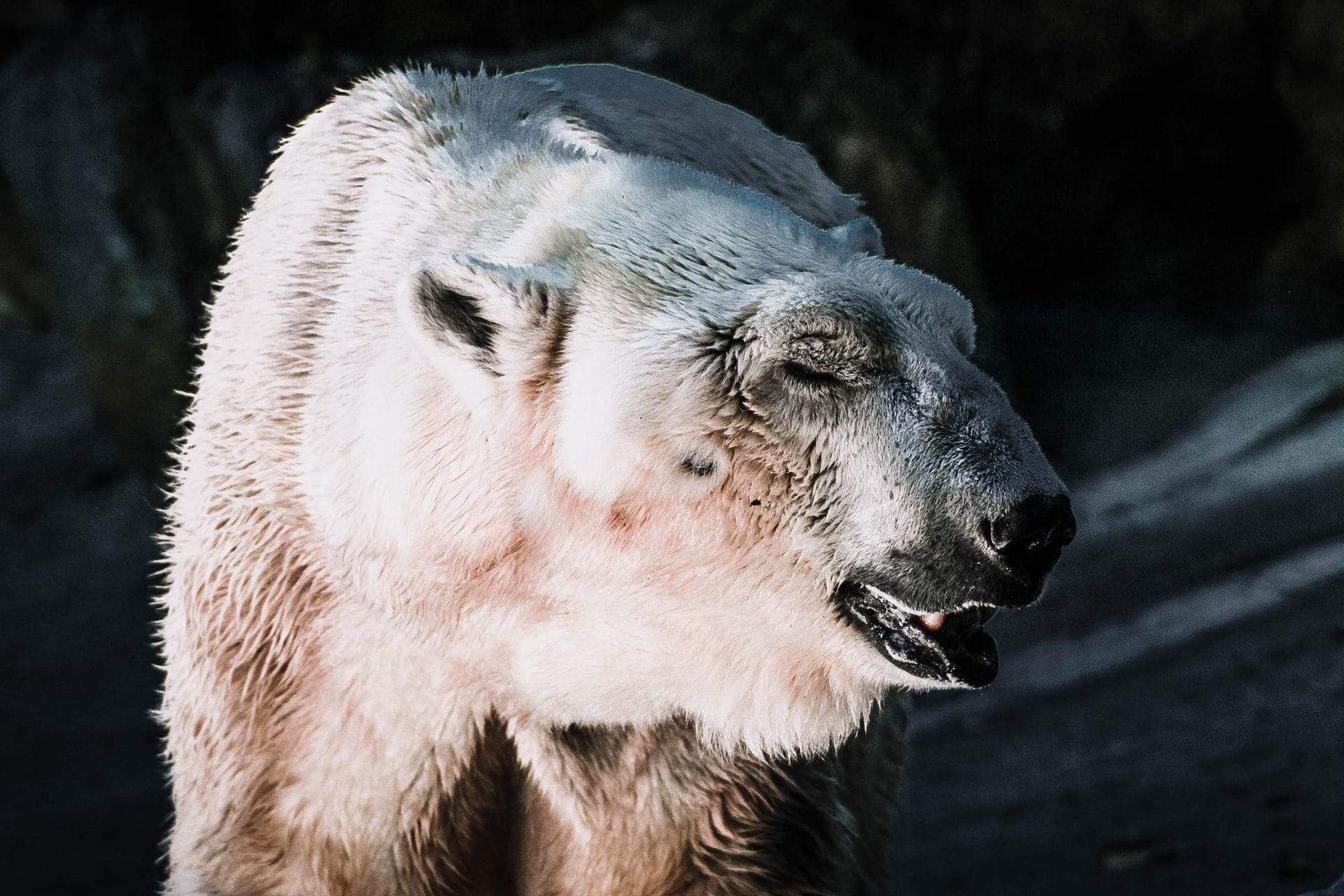 Polar bear species extinction