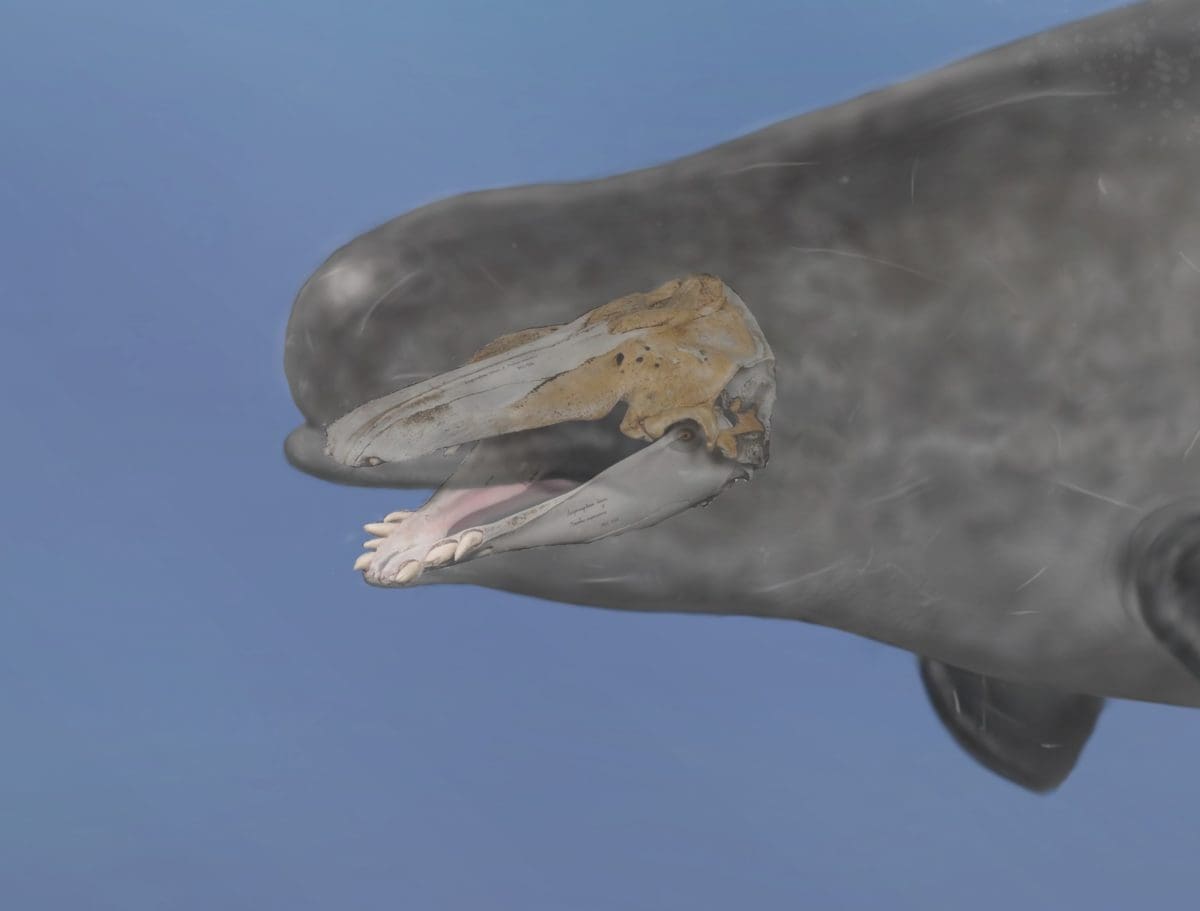 Narluga reconstruction