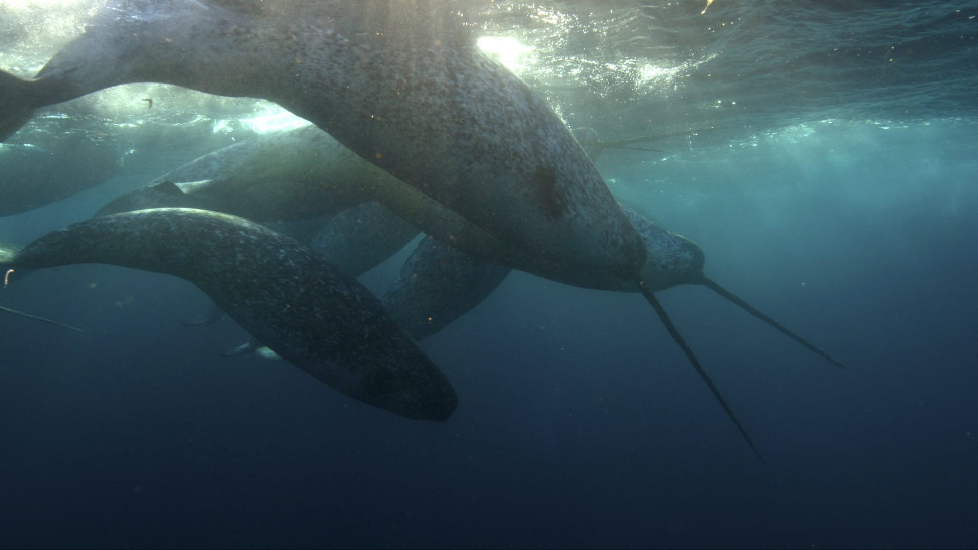 Underwater narwhals Doug Anderson / Netflix / Silverback