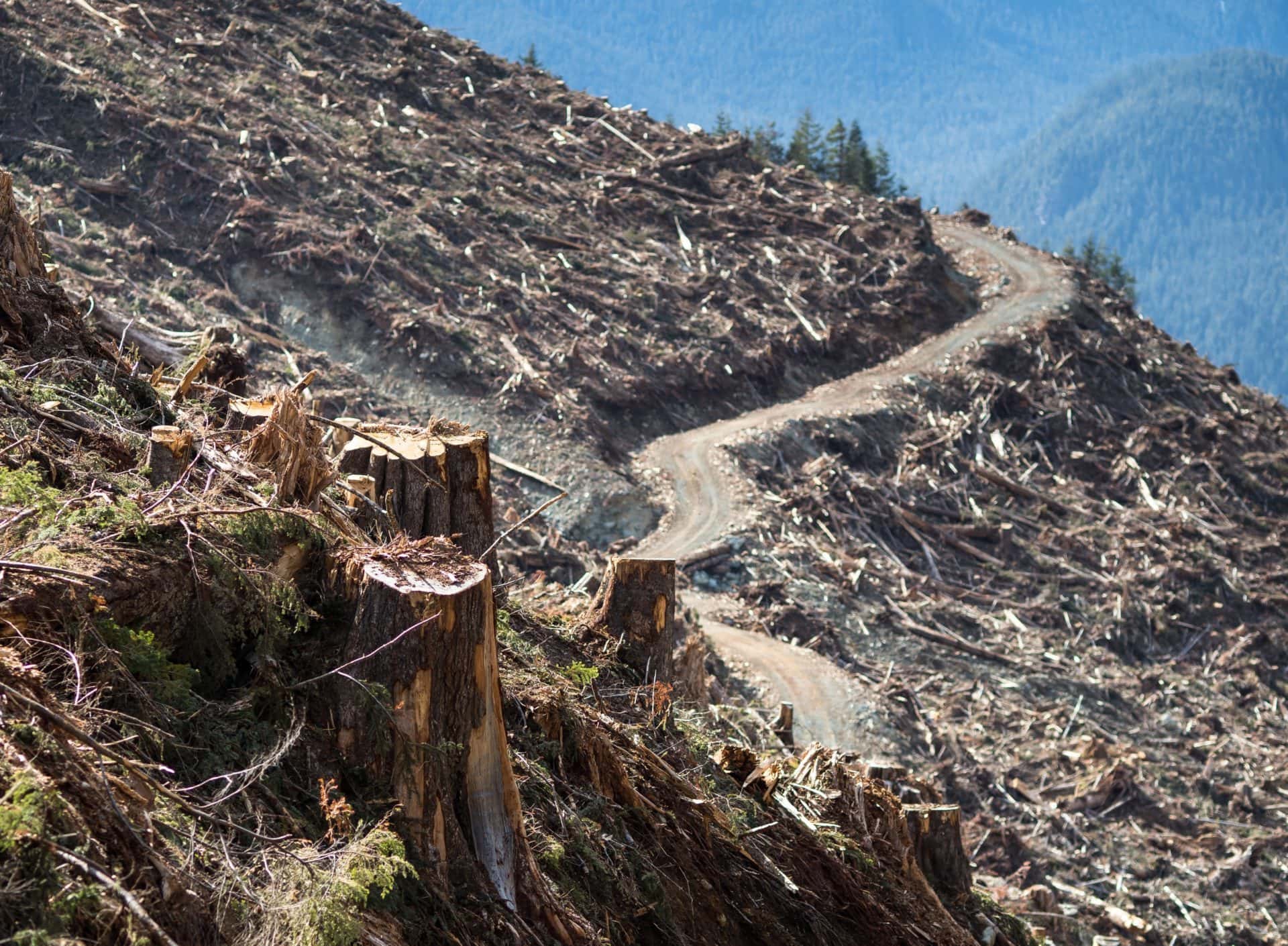 A B.C. Timber Sales old-growth clearcut in Thursday Creek, Upper Tsitika Valley