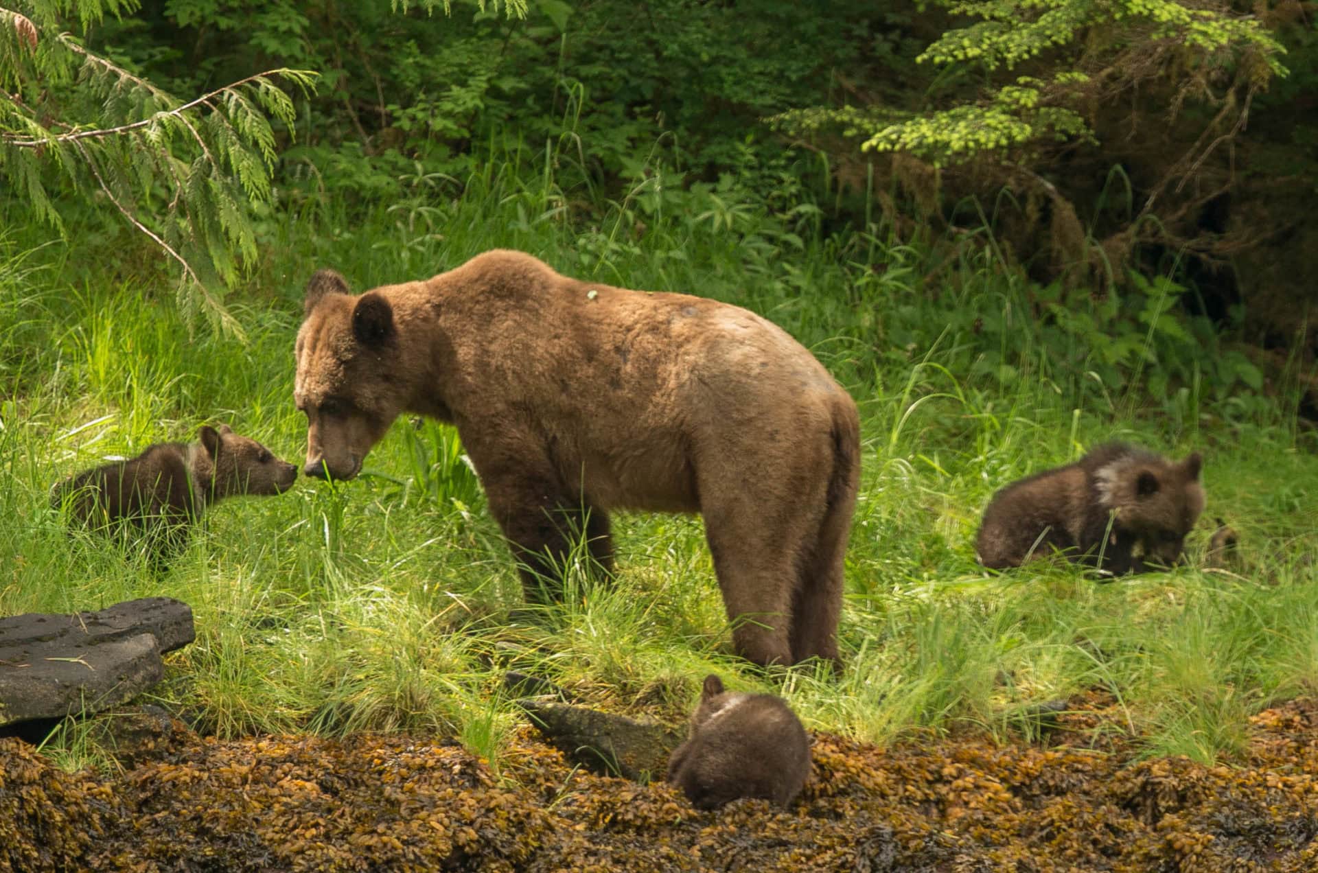 MotherWithSpringCubs_4MonthsOld