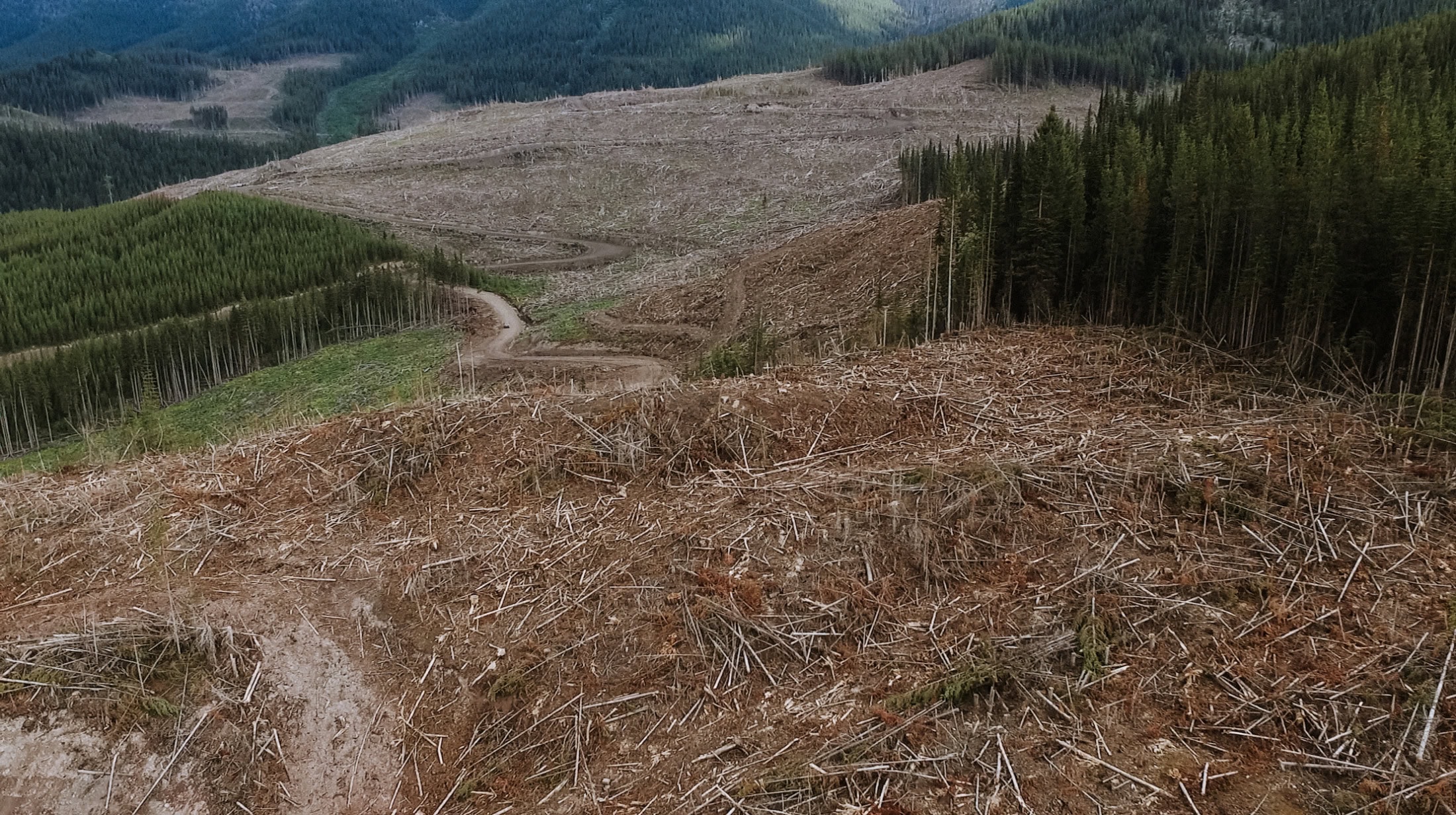 whitebark pine clearcut logging