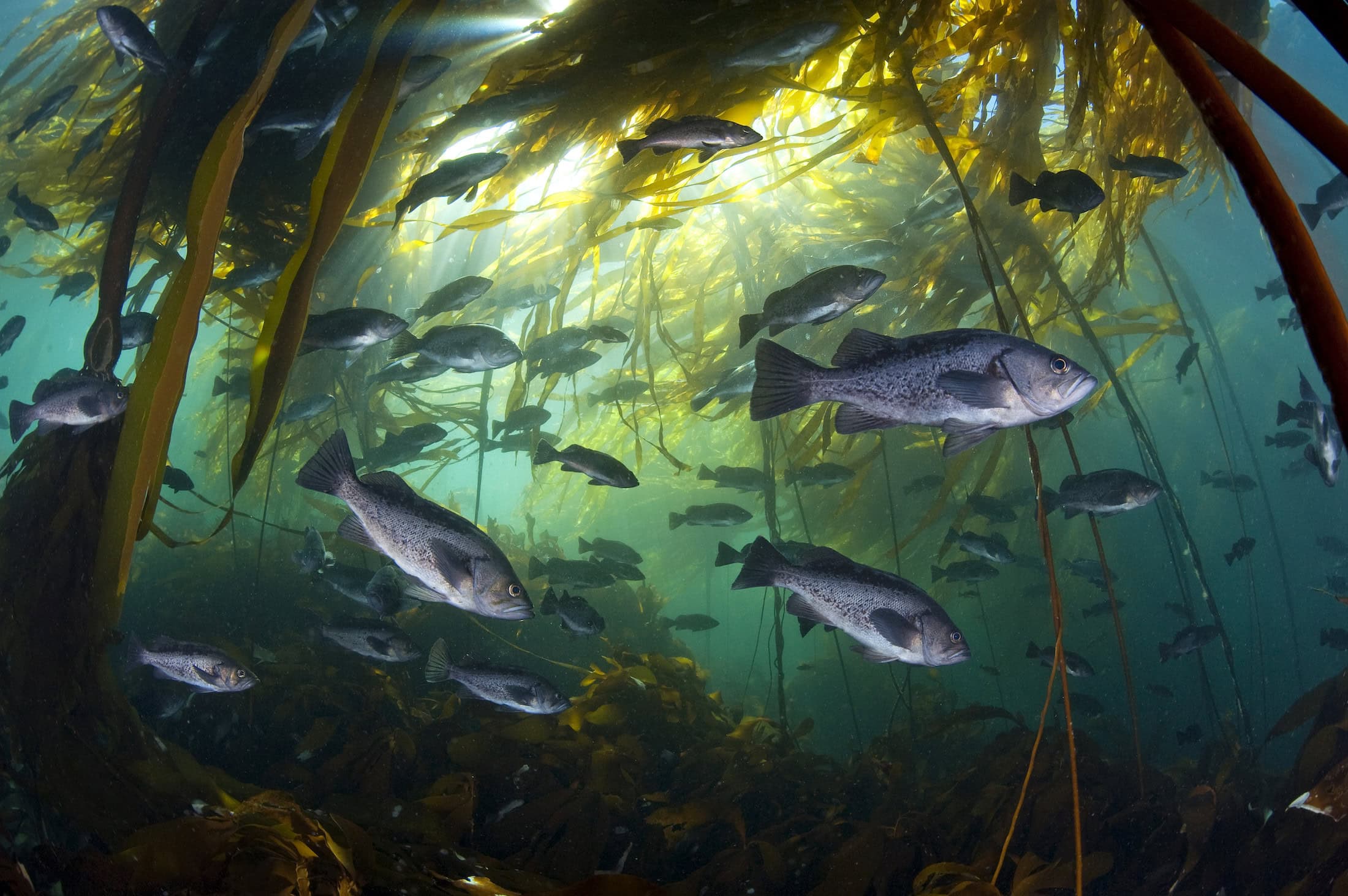 Black rockfish find shelter among the bull kelp near Vancouver Island. Photo: Alex Mustard