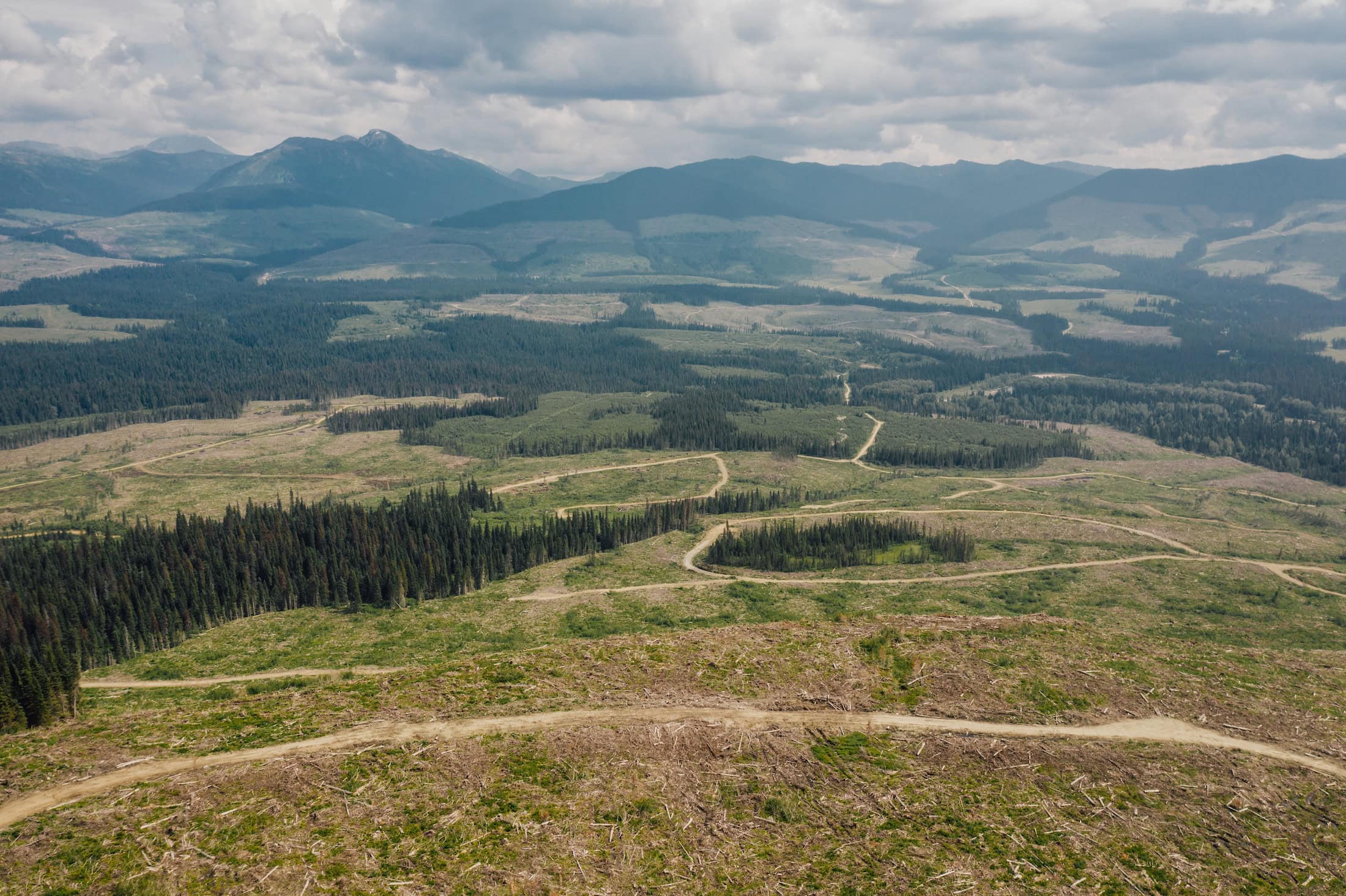 Hart Ranges caribou habitat clear cut logging