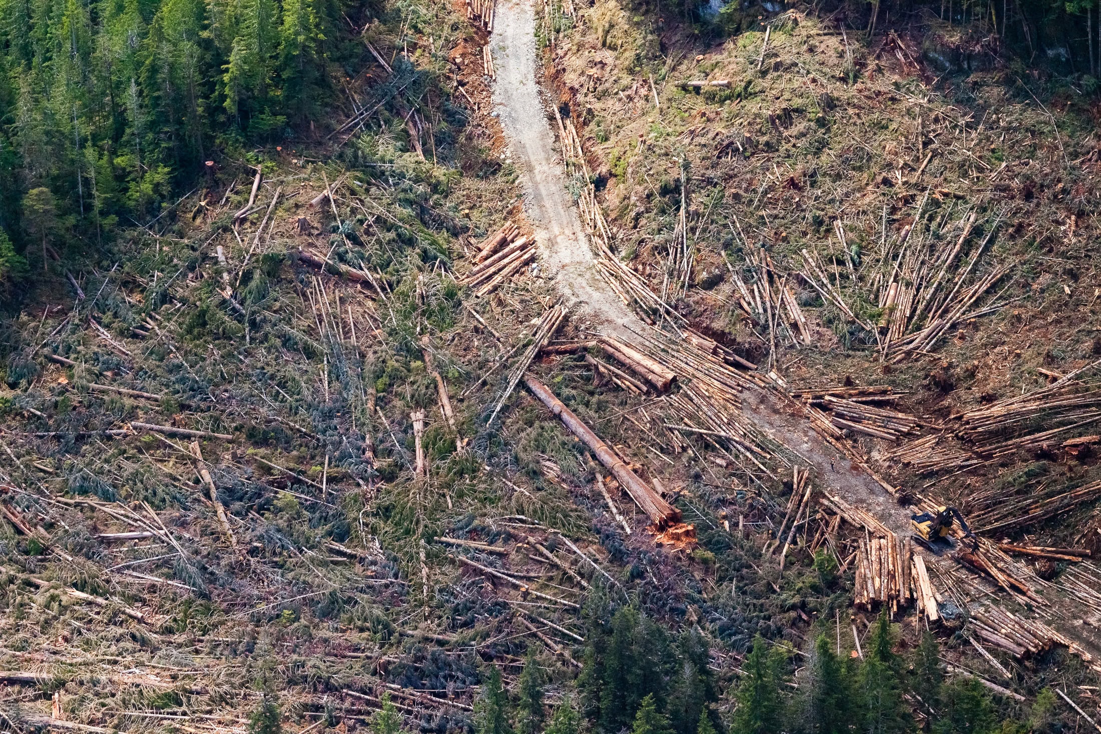 Nahmint-Valley-Aerial-9th-widest-fir