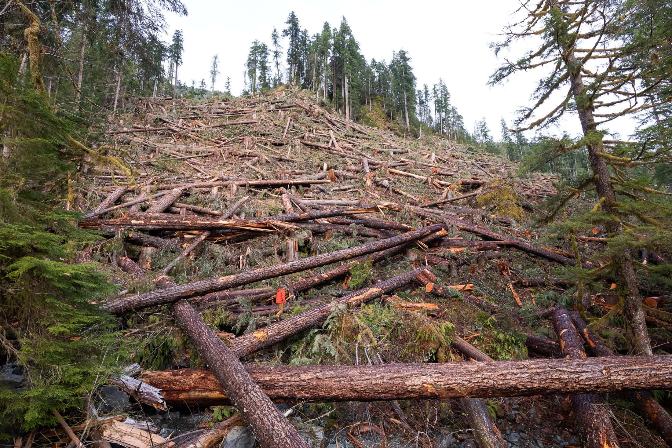 Nahmint-Valley-Douglas-Fir-Clearcut