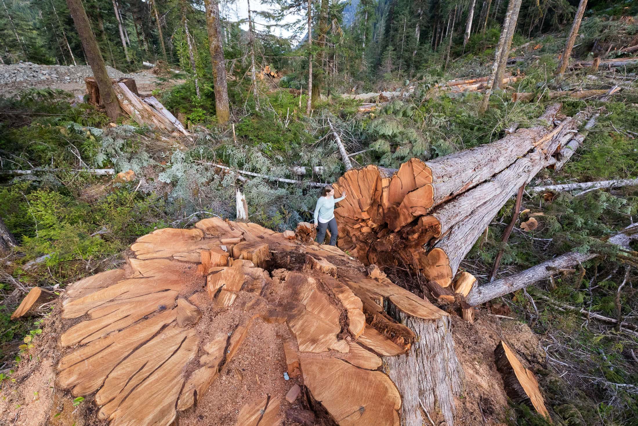 Nahmint-Valley-Monumental-Cedar-Cut-Down