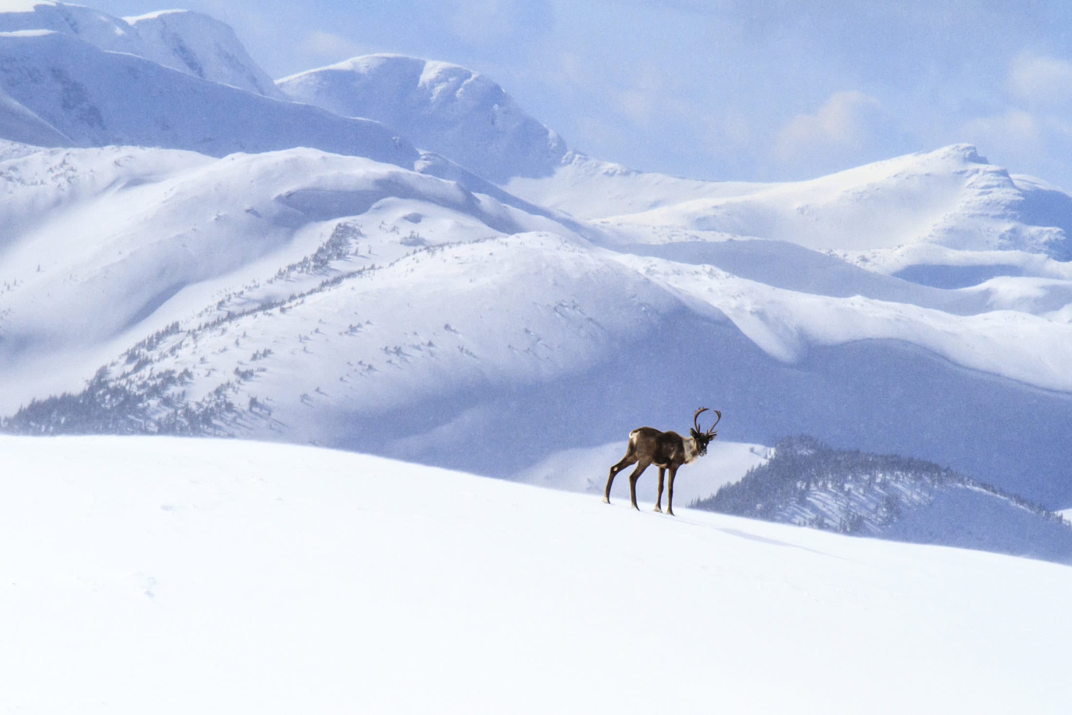 Mountain caribou above treeline in winter, Hart Ranges, BC.