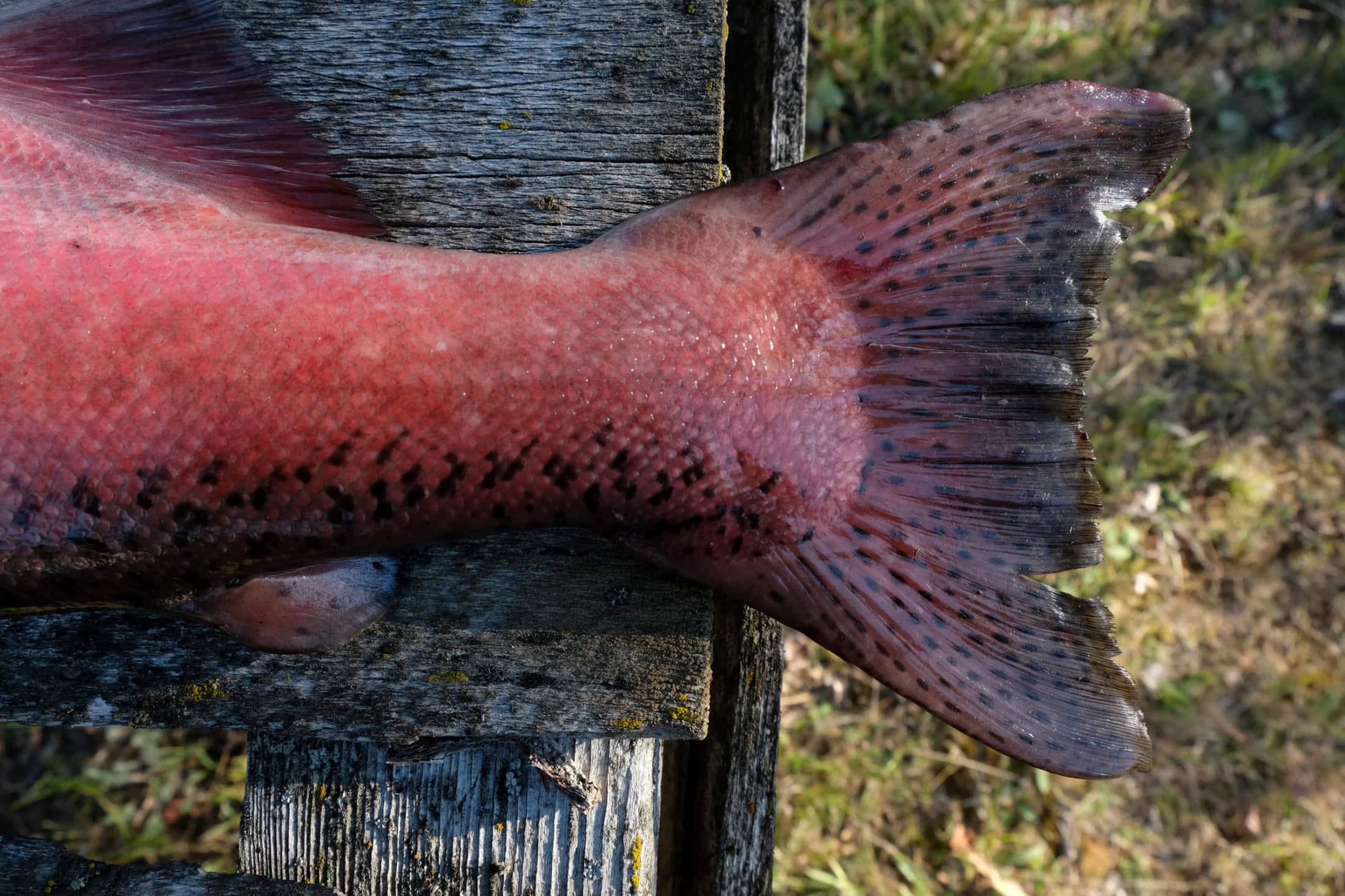 Chinook salmon