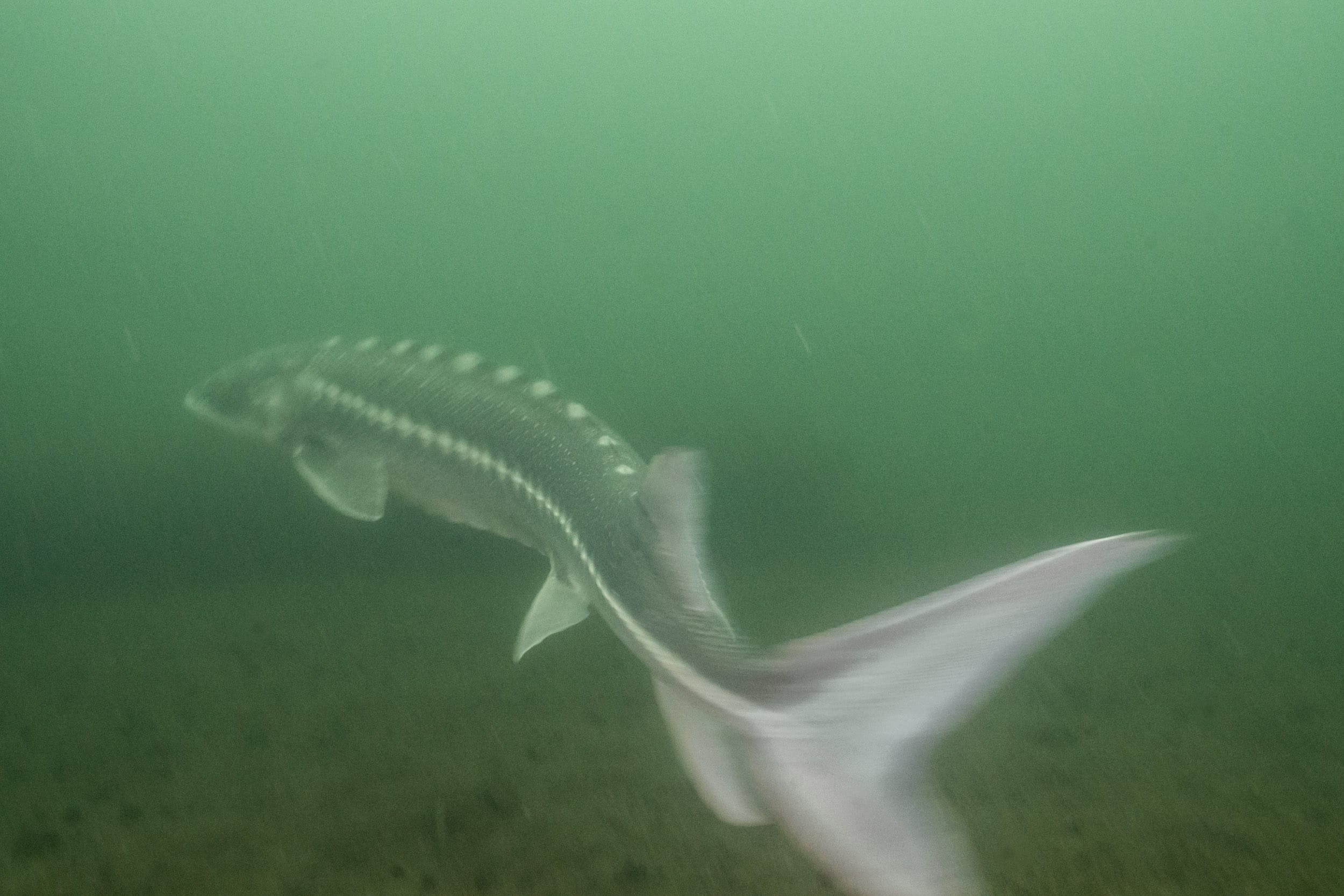 white sturgeon Fraser River