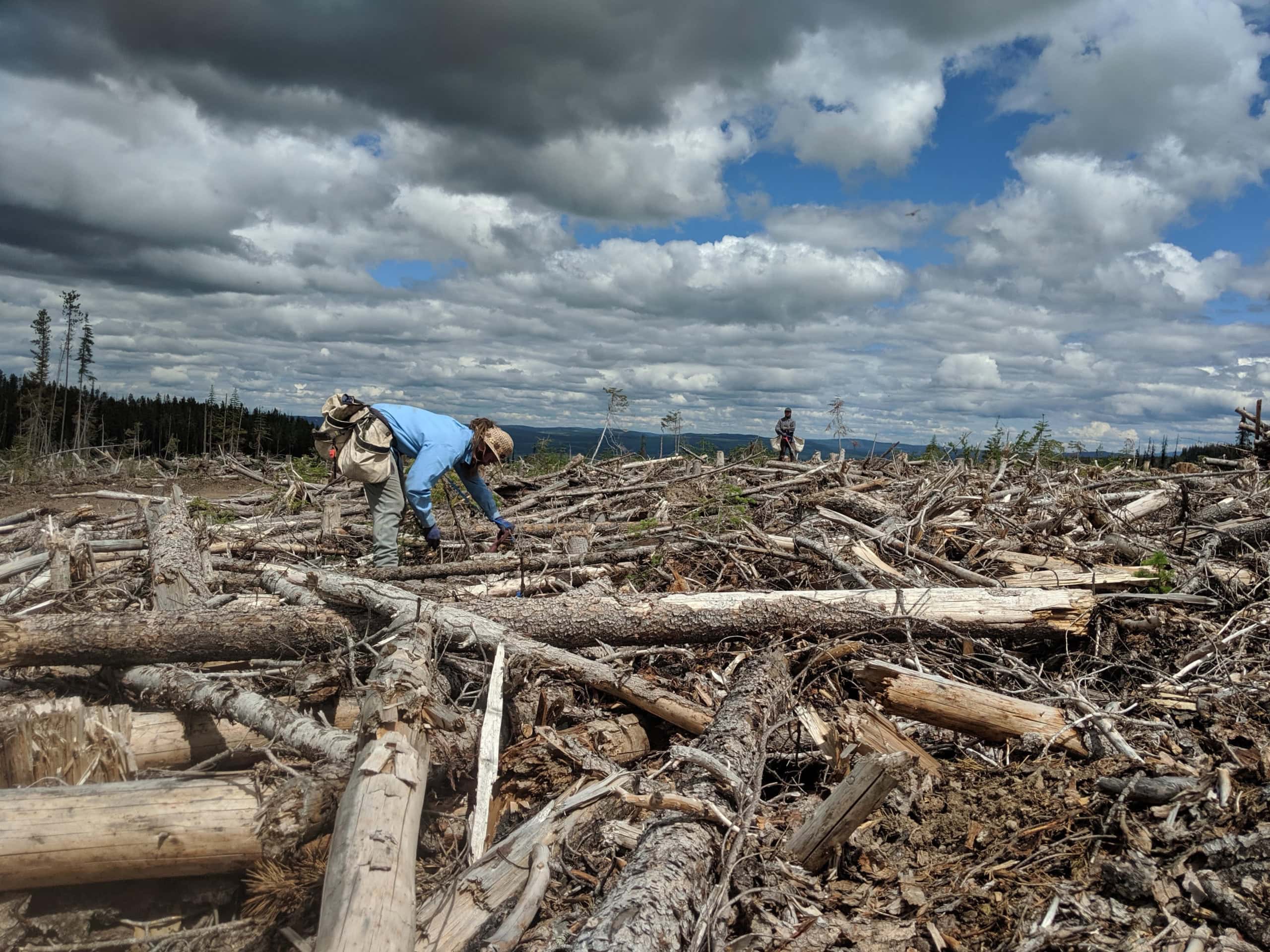 Tree planting BC coronavirus