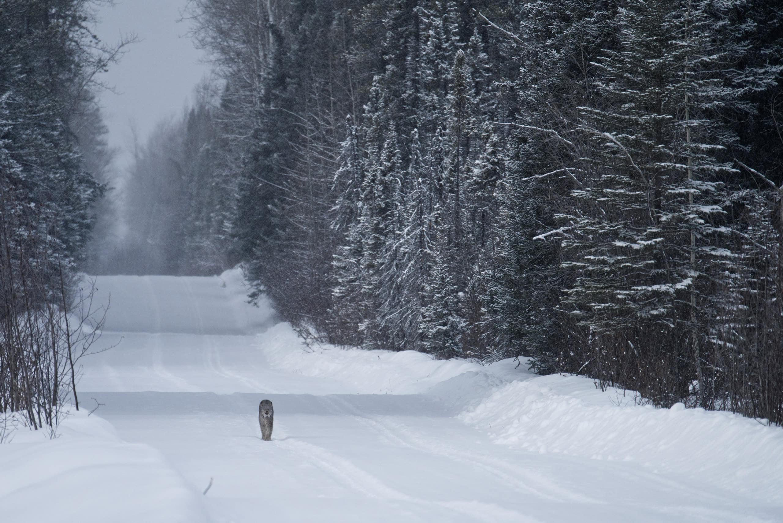 Lynx B.C. coronavirus