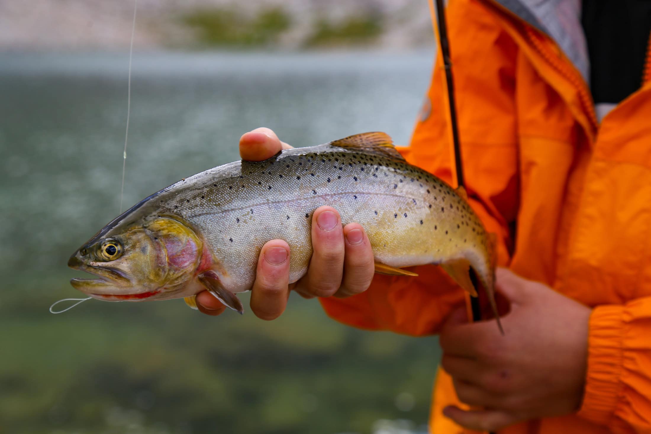 Westslope Cutthroat Trout Teck Elk Valley Selenium