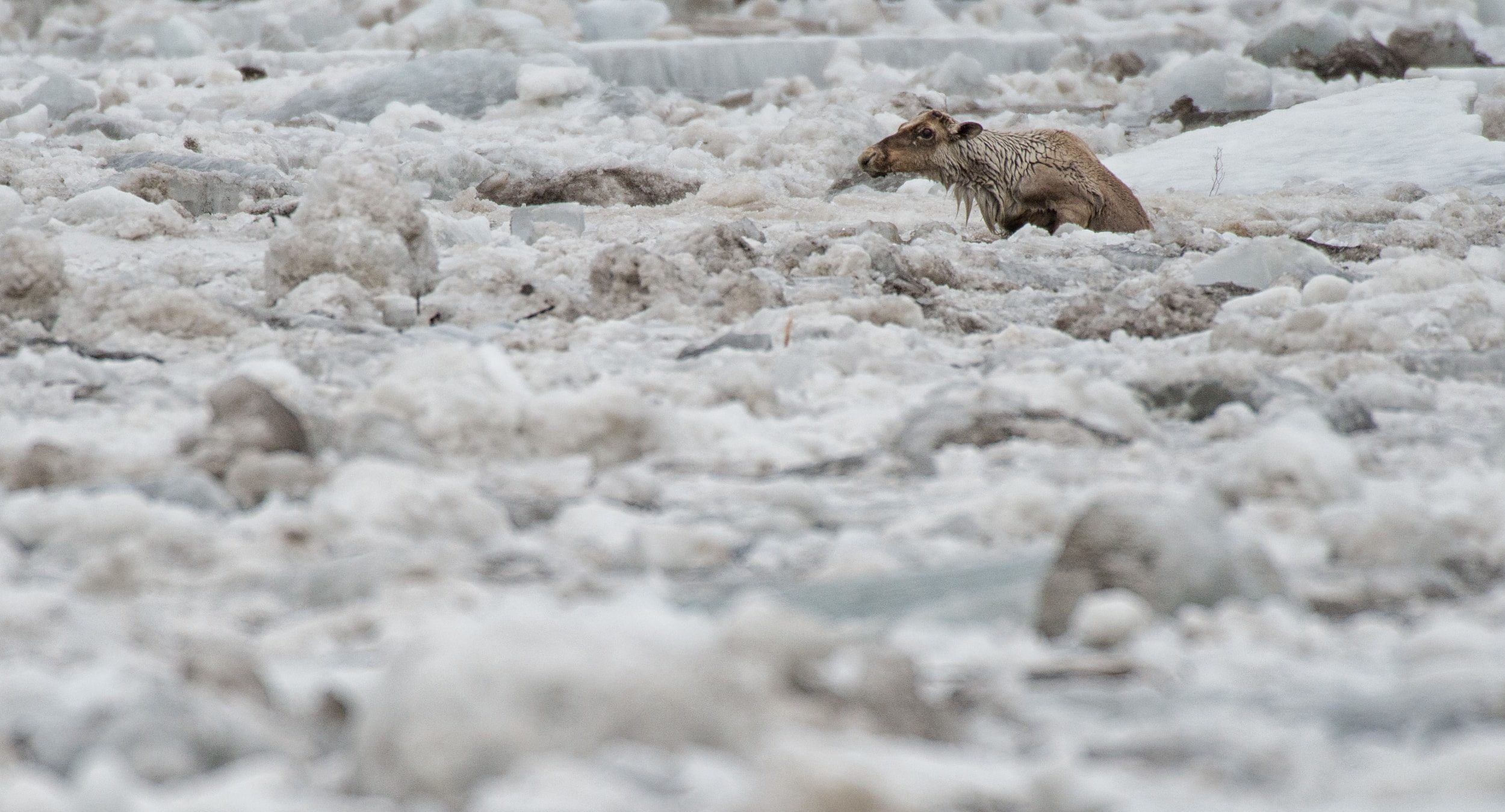 Caribou climate change Peter Mather