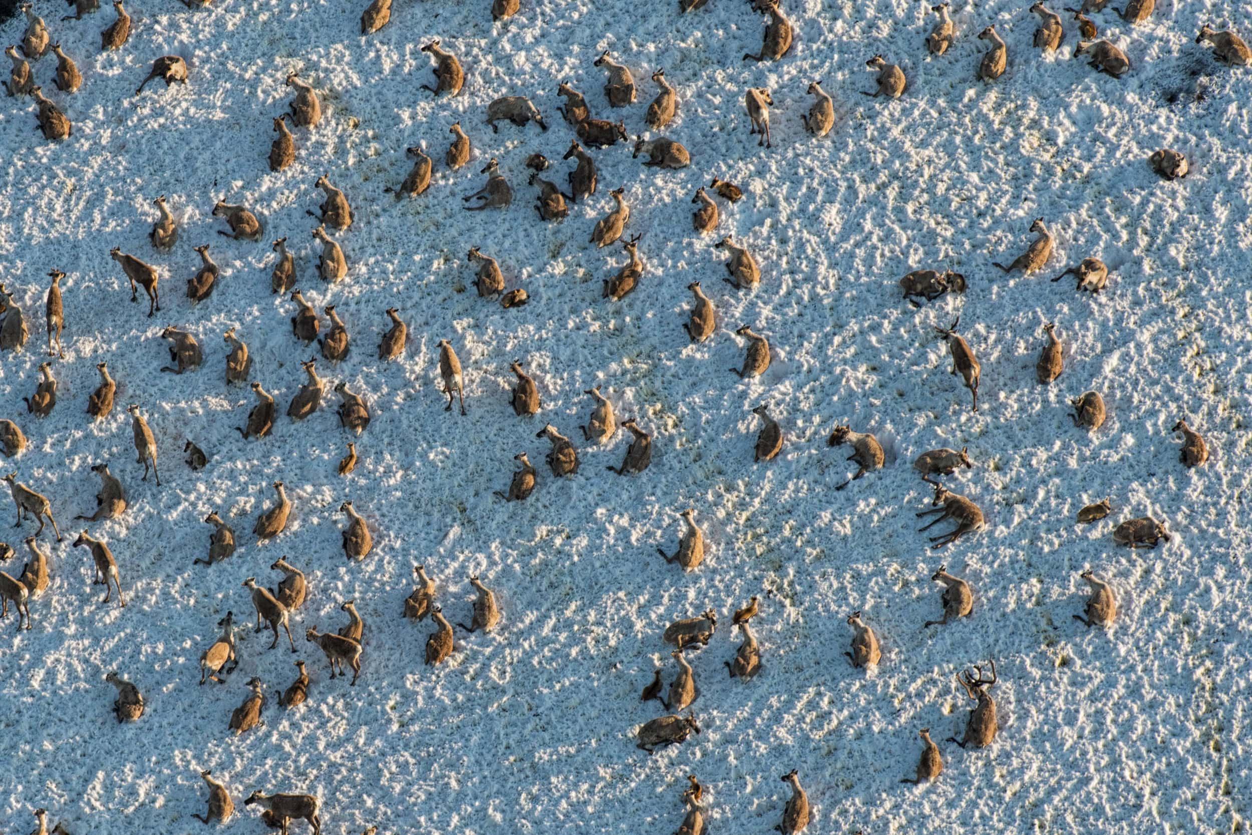 Caribou resting on an ice patch in the mountains.