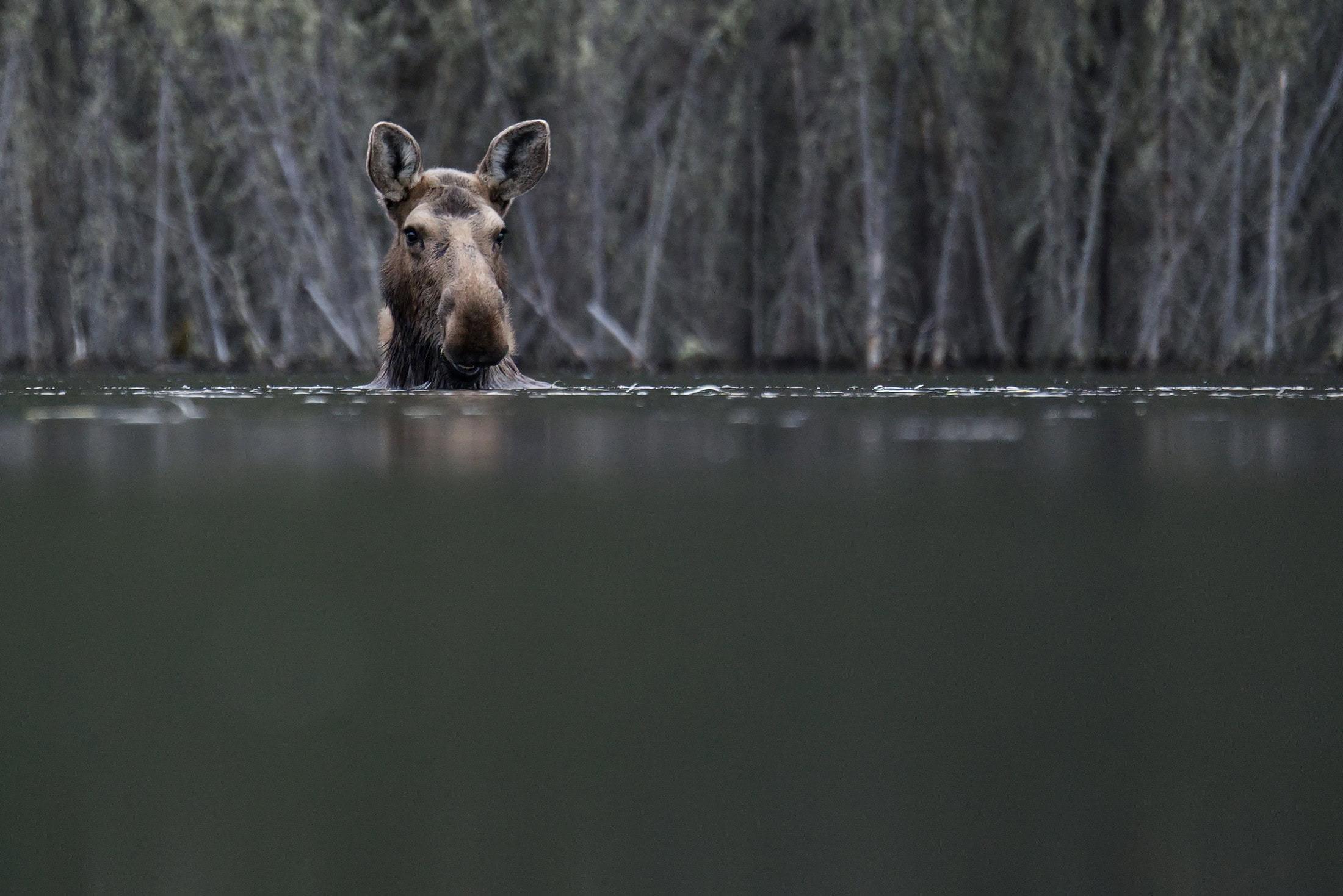 Moose B.C. Ryan Dickie