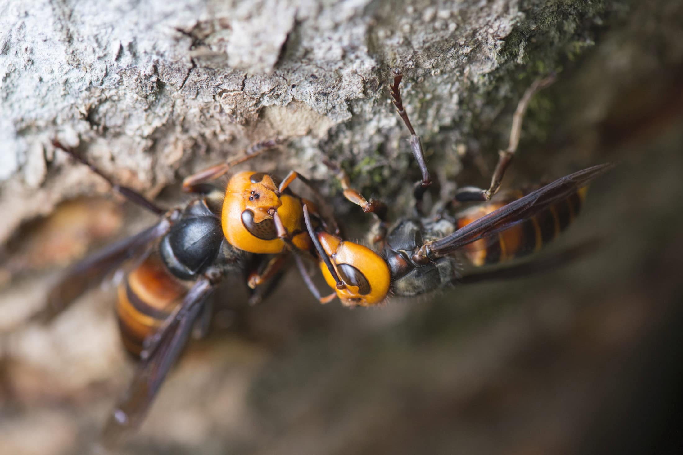 asian-giant-hornet-LiCheng-Shih