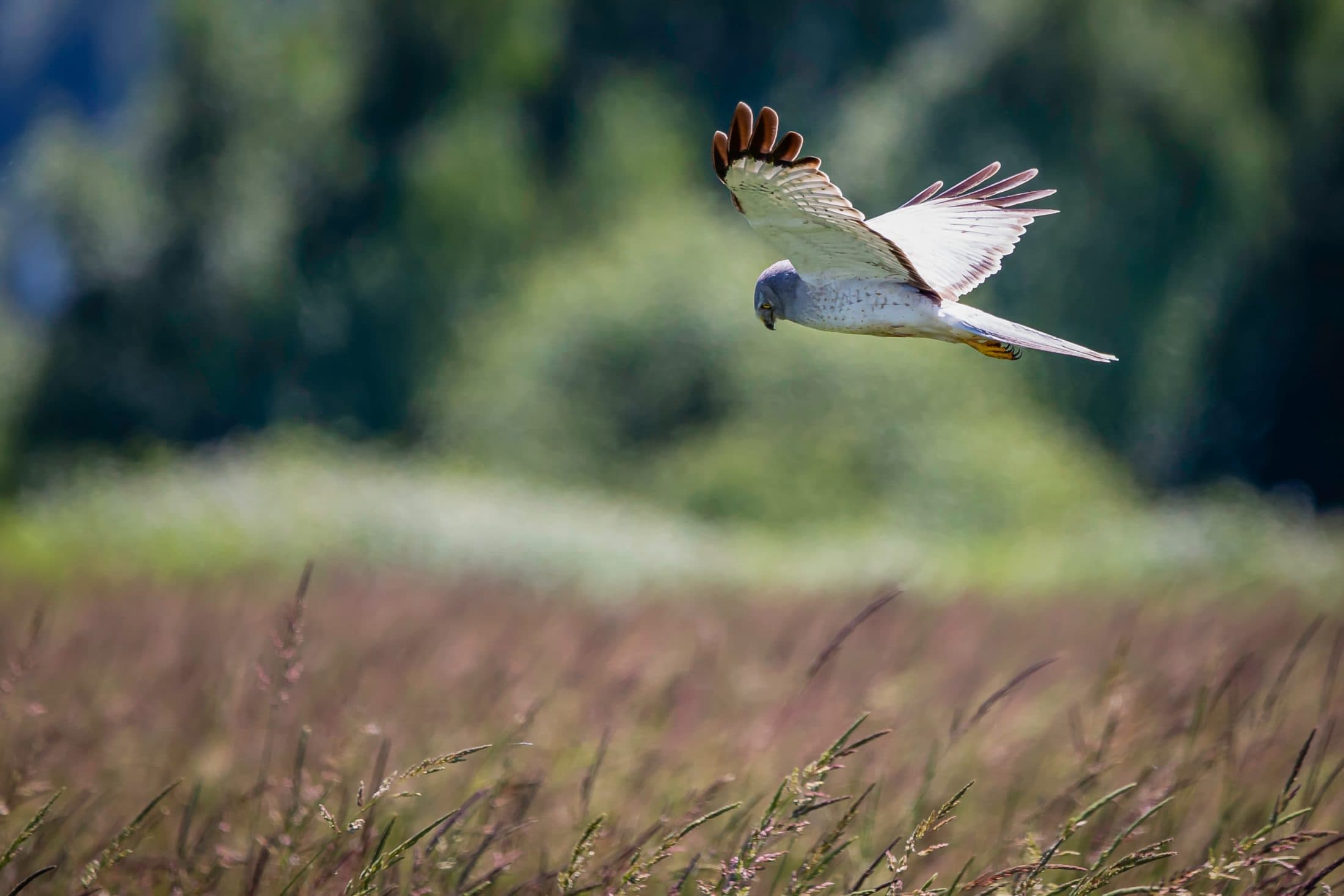 Boundary Bay Northern Harrier