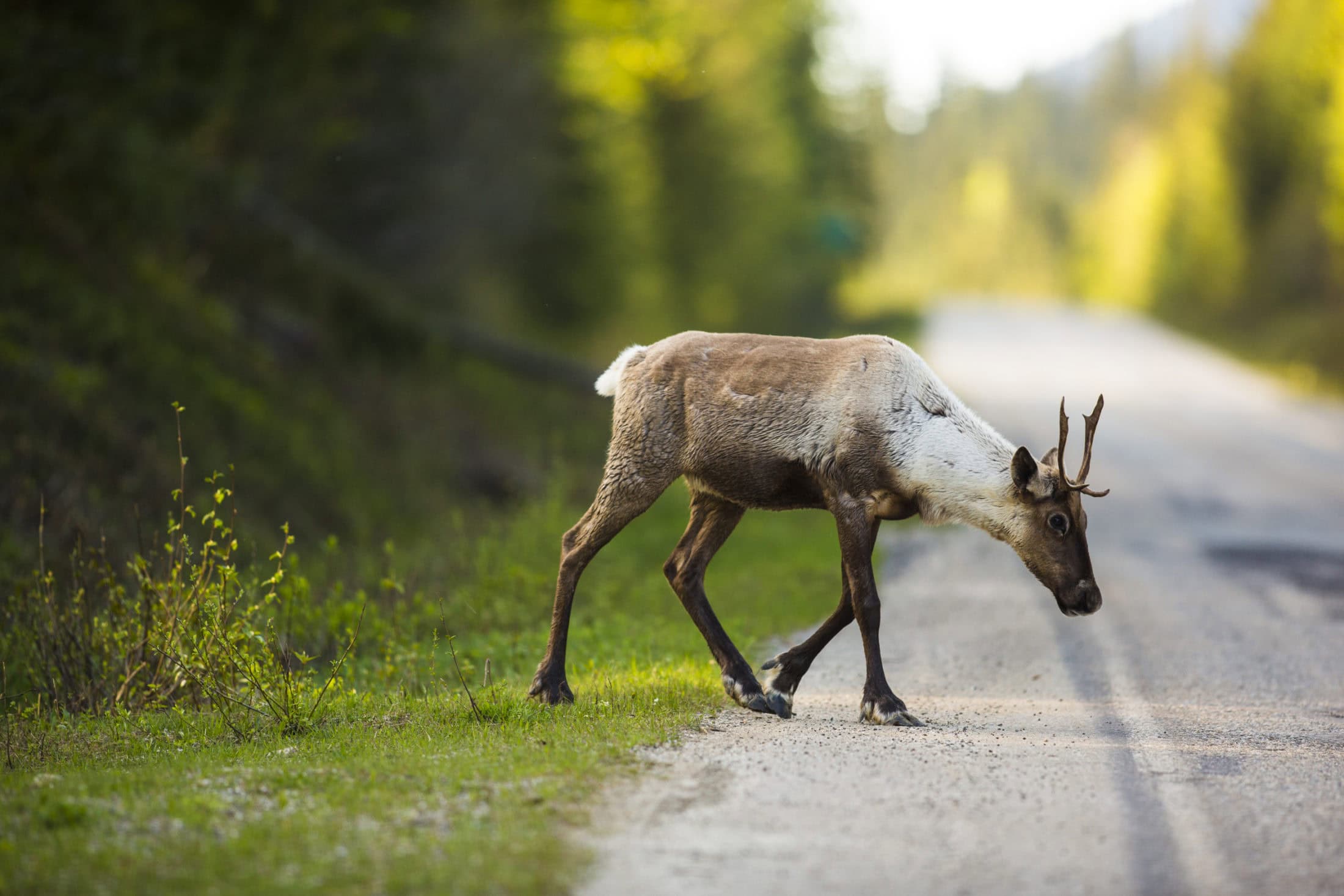 B.C. caribou