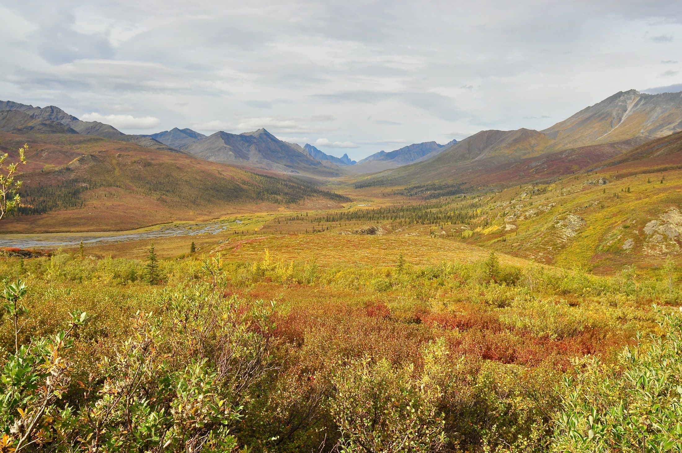 Yukon native plants-edit