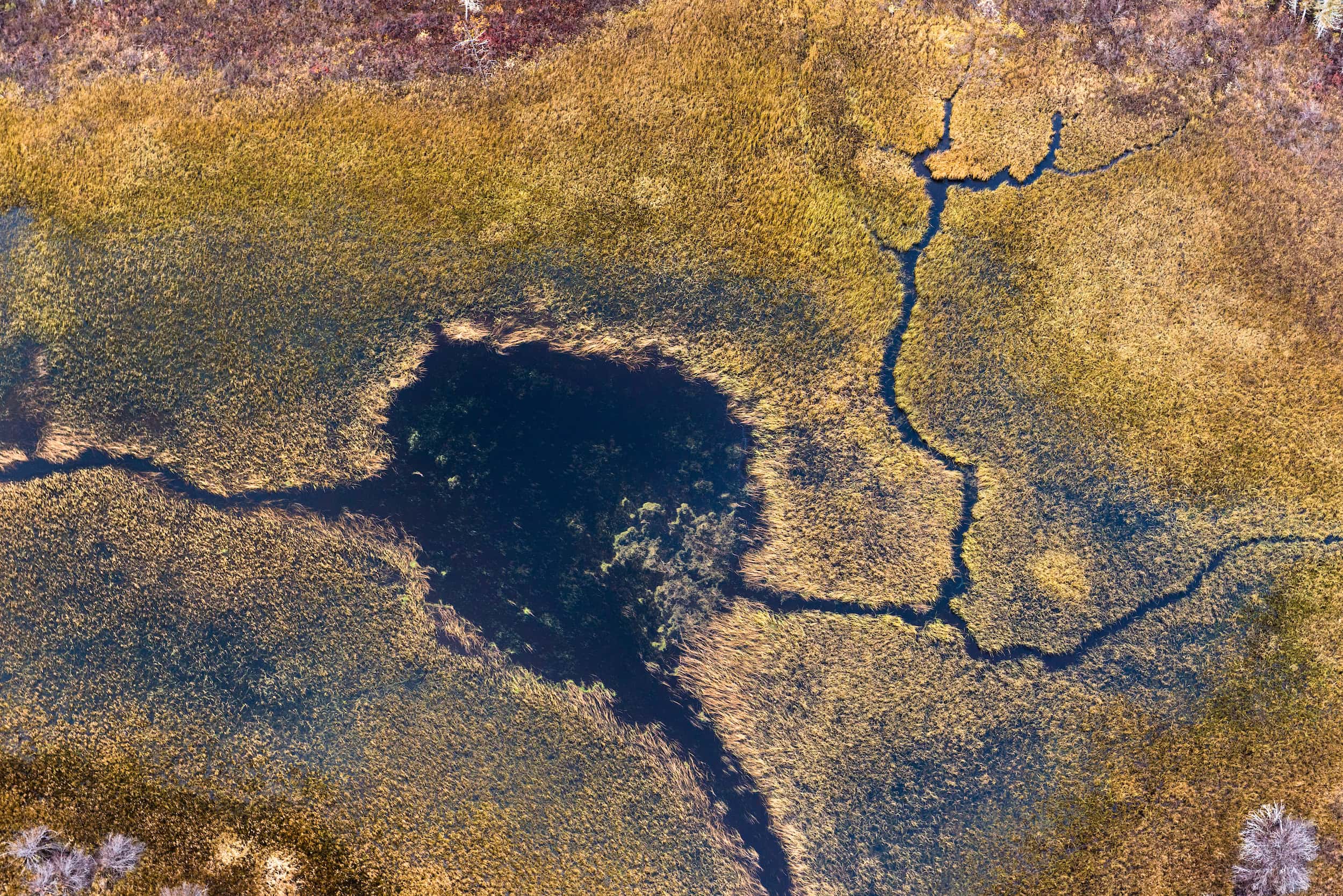 Peatland Boreal Forest Canada Ontario