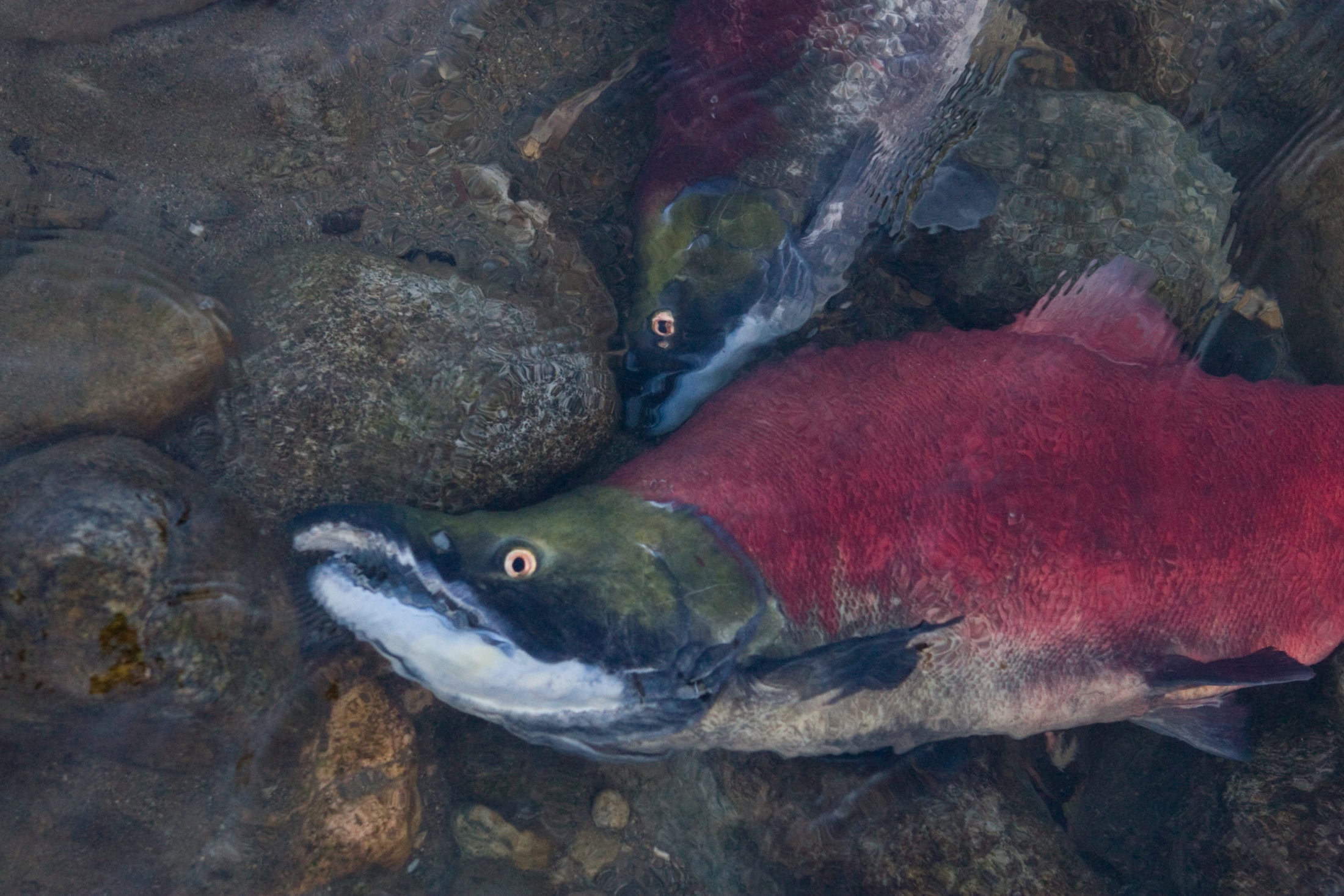 Sockeye - watershed watch