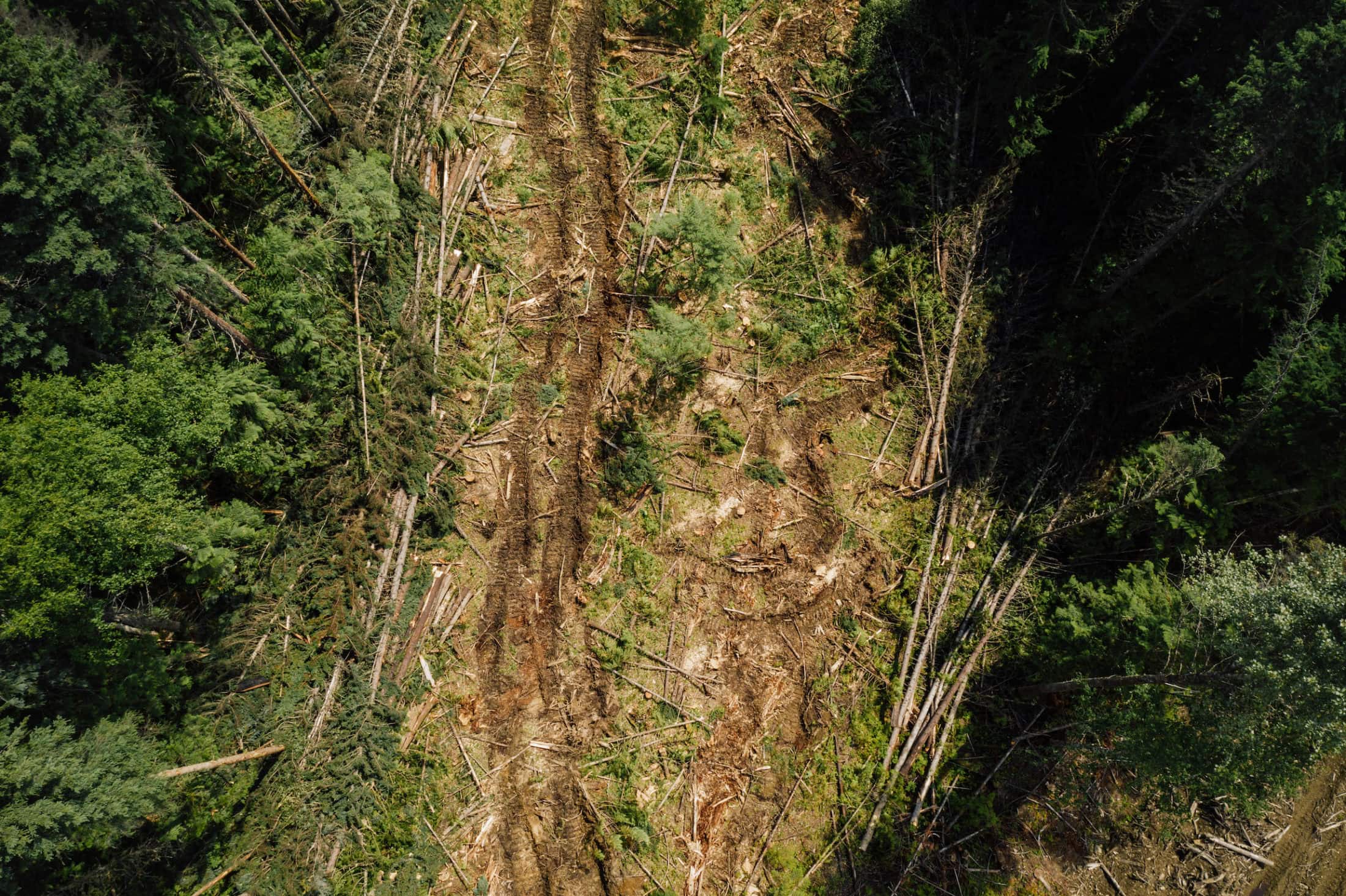 old-growth-forest-drone-penny-flats-bc